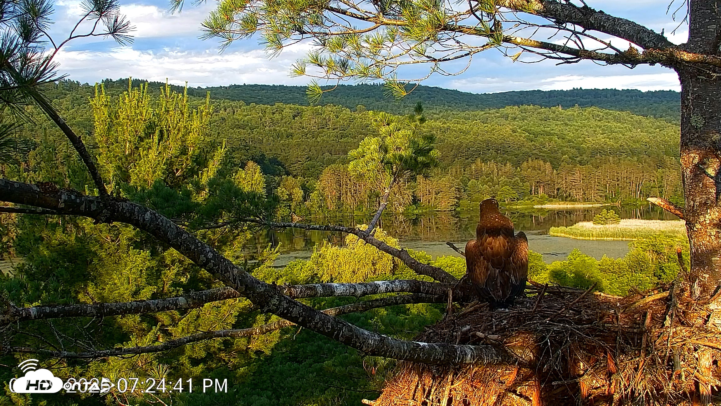 Snapshot of VINS Bald Eagles Nest Live Cams taken Jul 9, 2026, 7:25pm EDT
