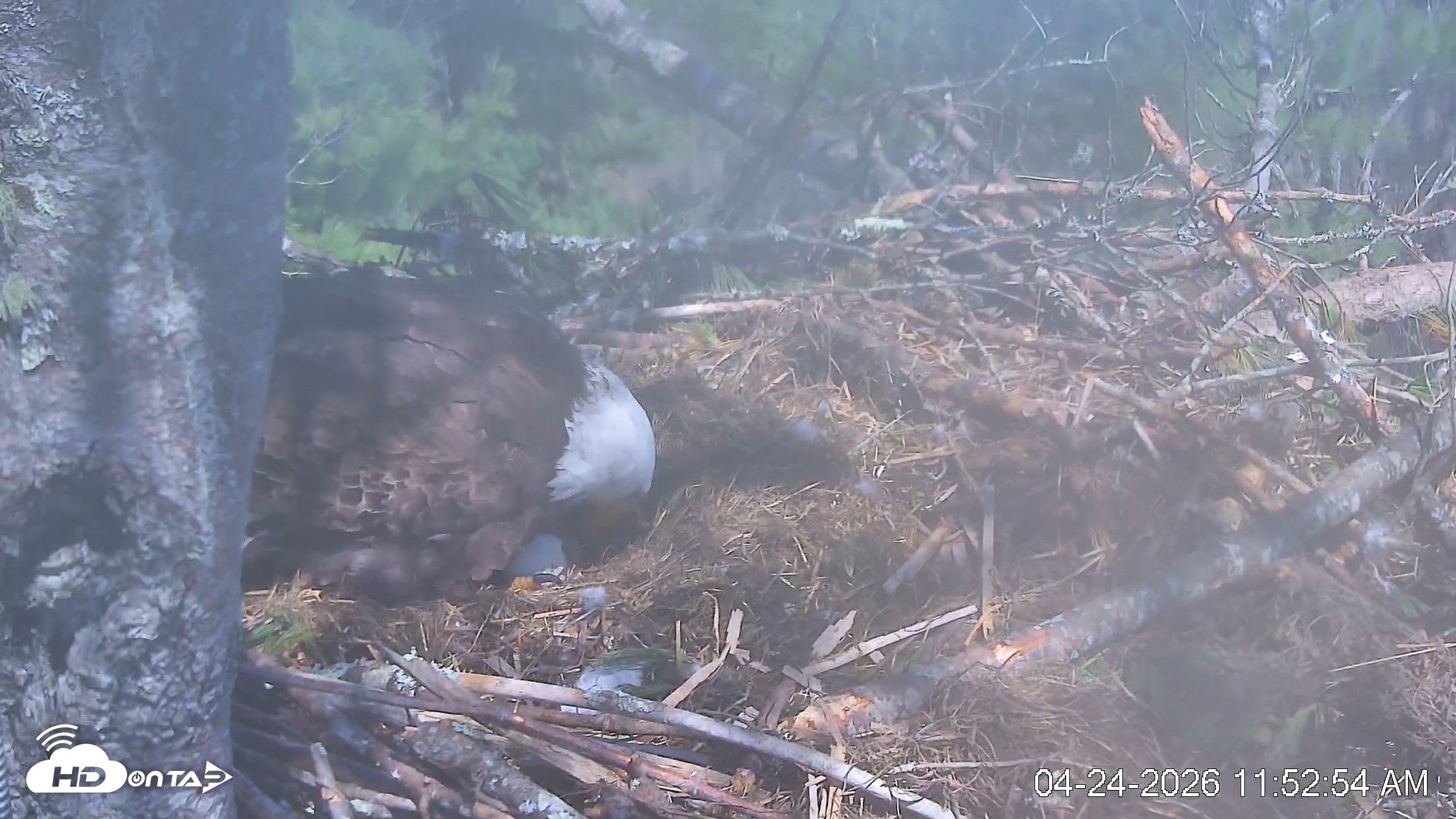 Snapshot of VINS Bald Eagles Nest Live Cams taken Apr 24, 2026, 11:53am EDT