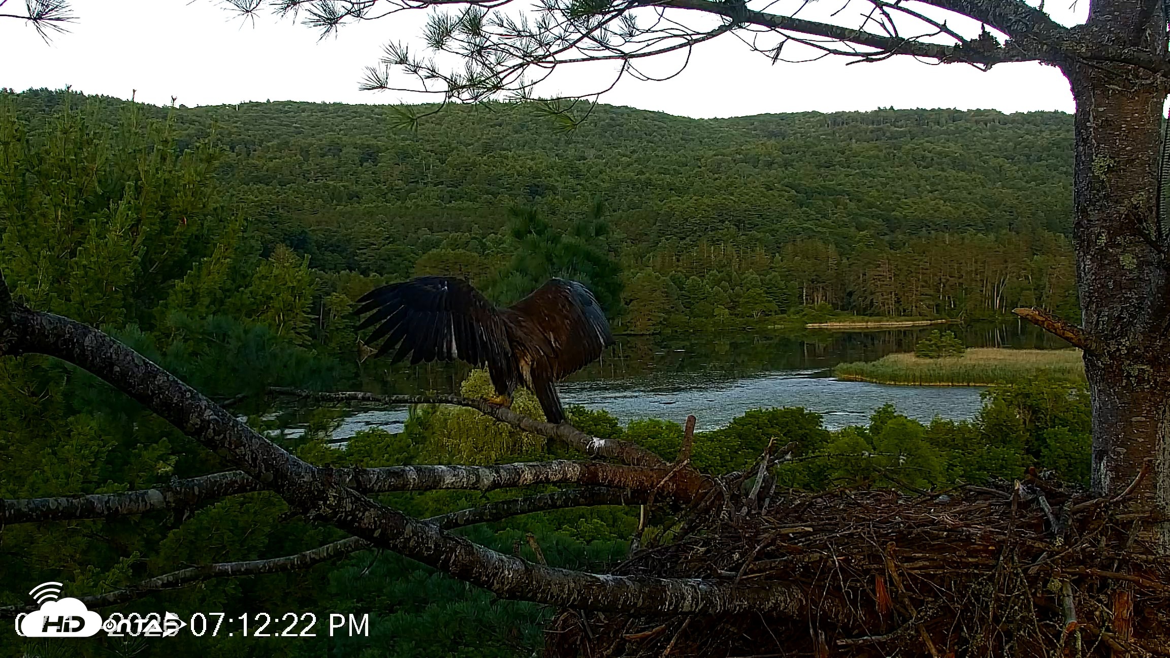 Snapshot of VINS Bald Eagles Nest Live Cams taken Jul 17, 2026, 7:13pm EDT