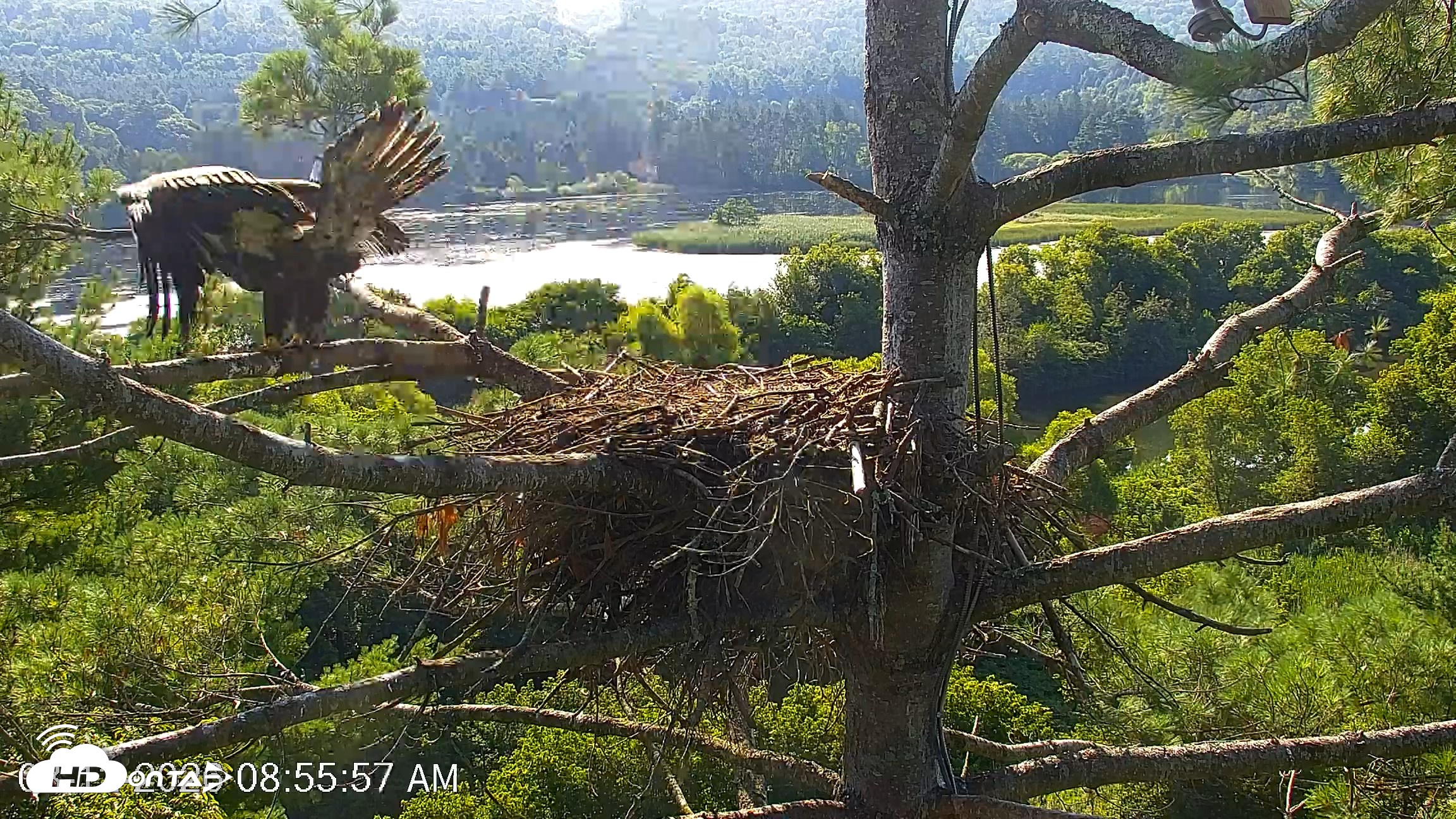 Snapshot of VINS Bald Eagles Nest Live Cams taken Aug 12, 2026, 8:56am EDT