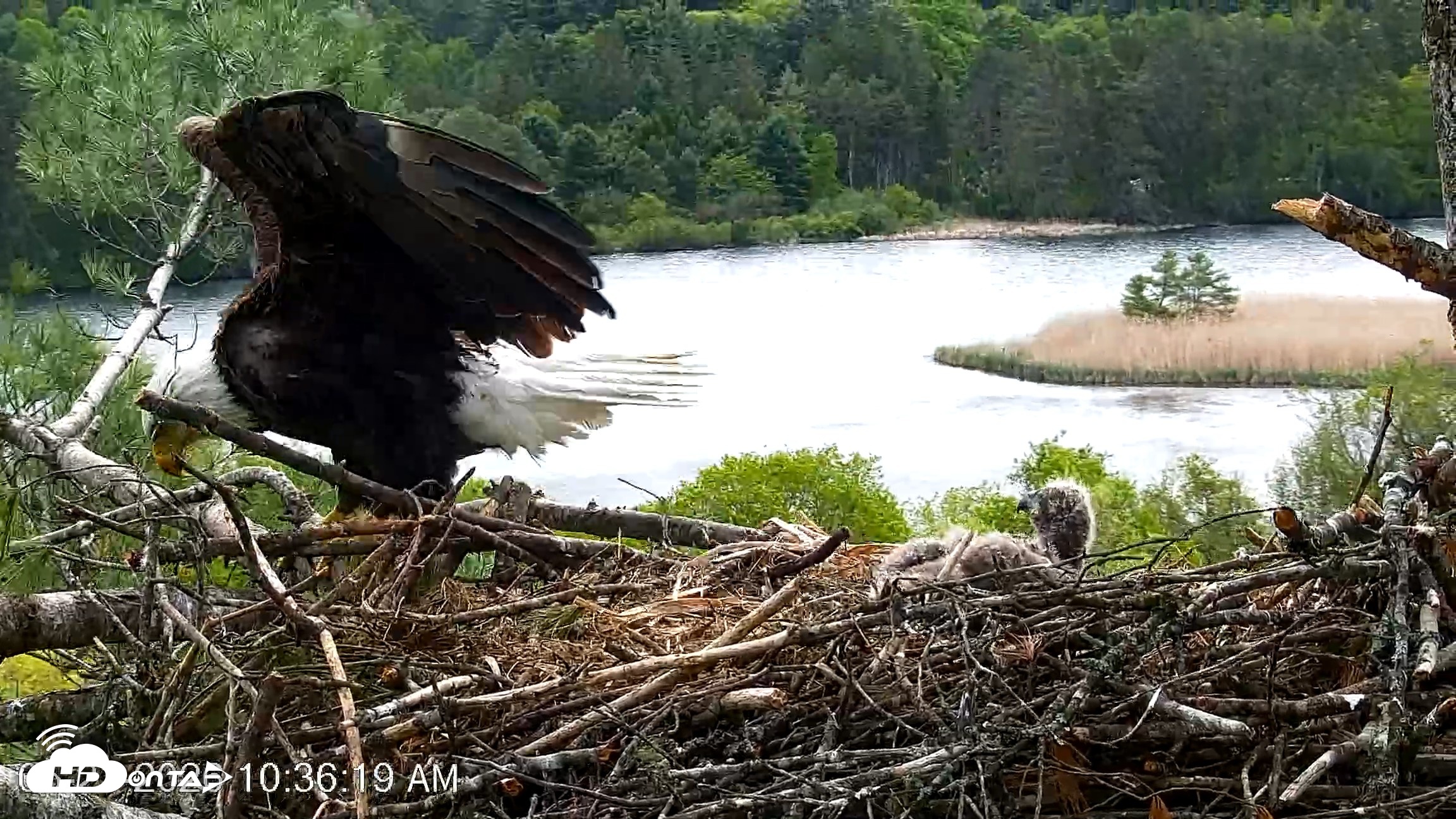 Snapshot of VINS Bald Eagles Nest Live Cams taken May 21, 2026, 10:36am EDT