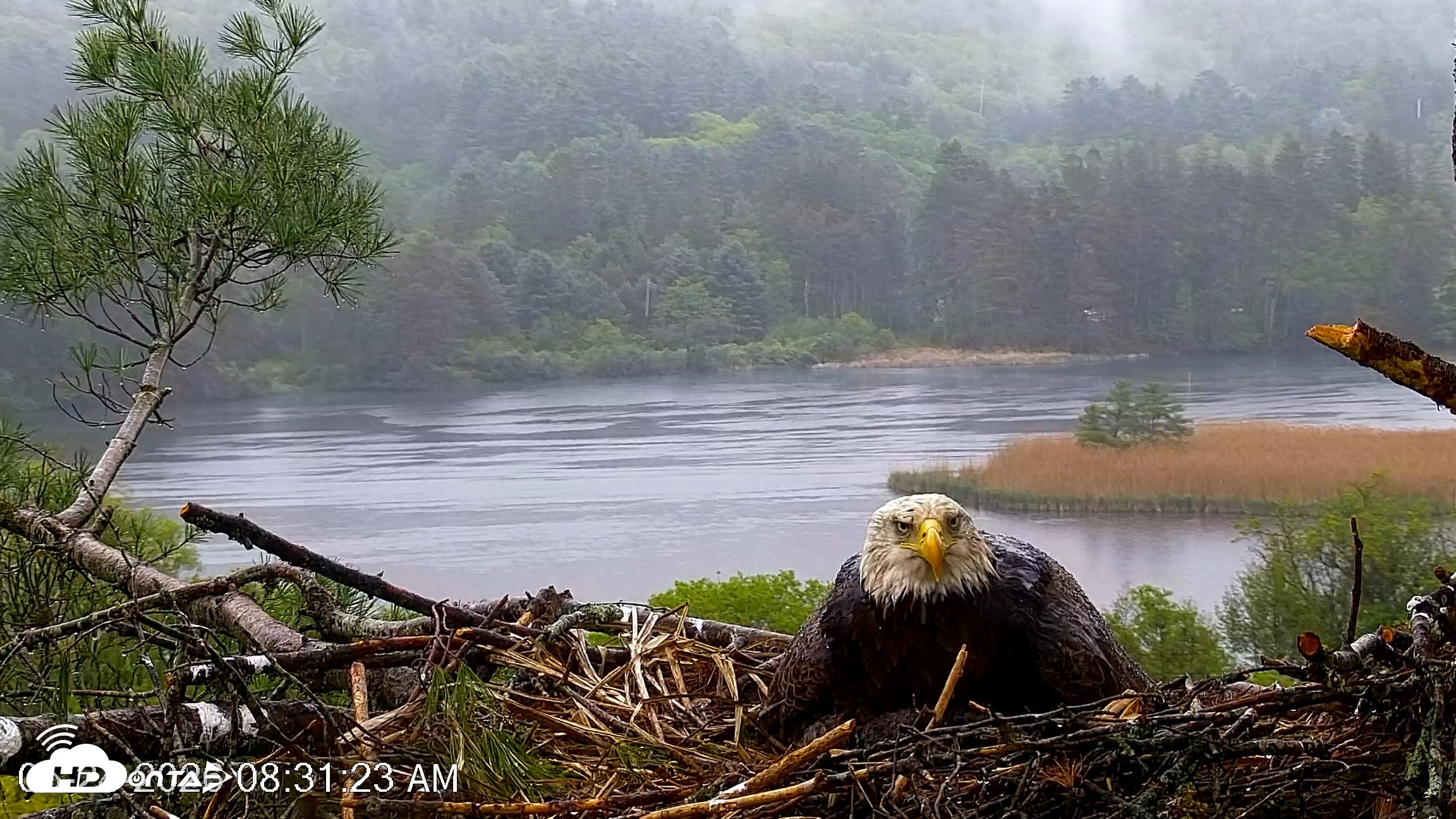 Snapshot of VINS Bald Eagles Nest Live Cams taken May 24, 2026, 8:32am EDT