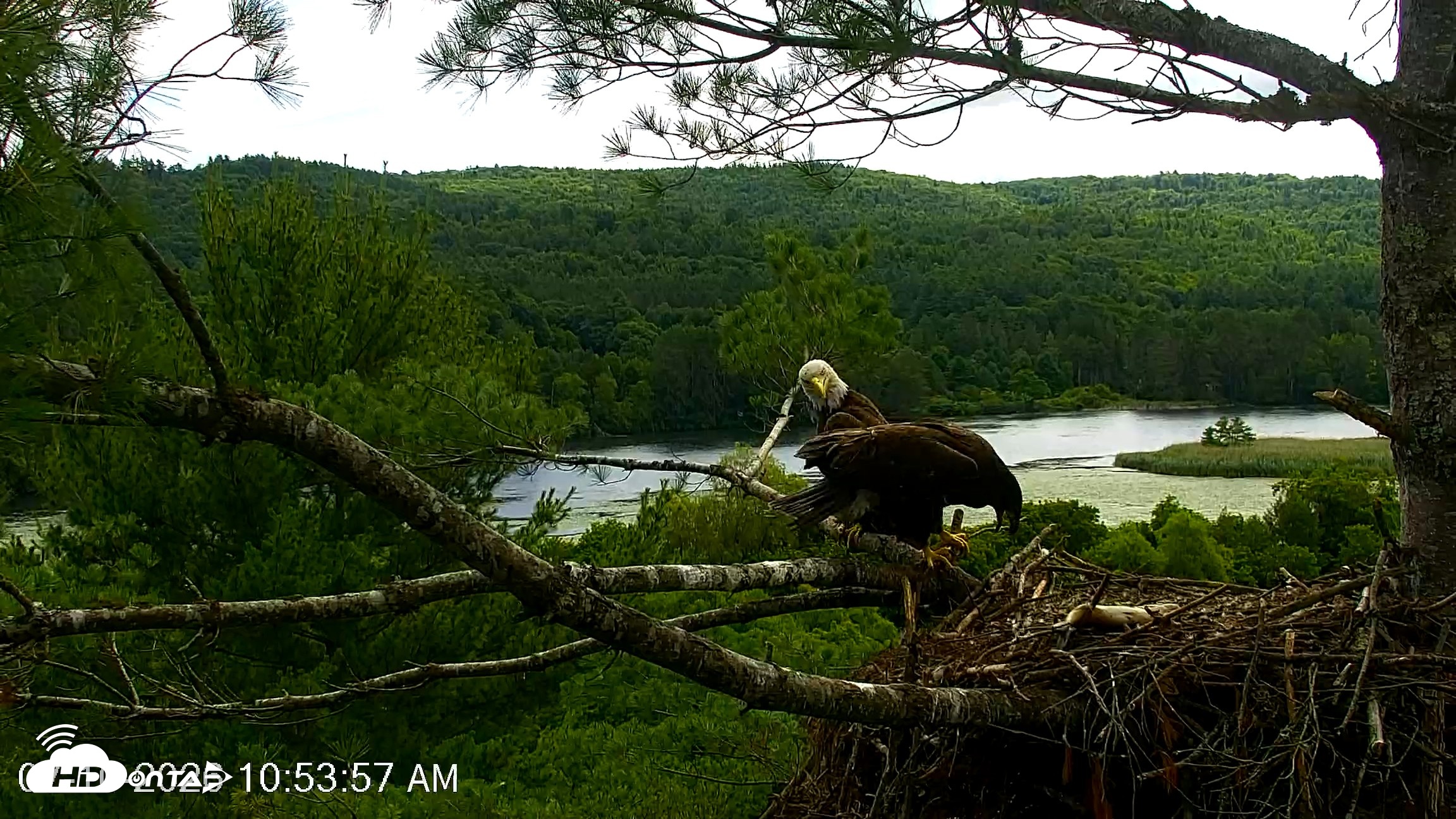 Snapshot of VINS Bald Eagles Nest Live Cams taken Jul 10, 2026, 10:55am EDT