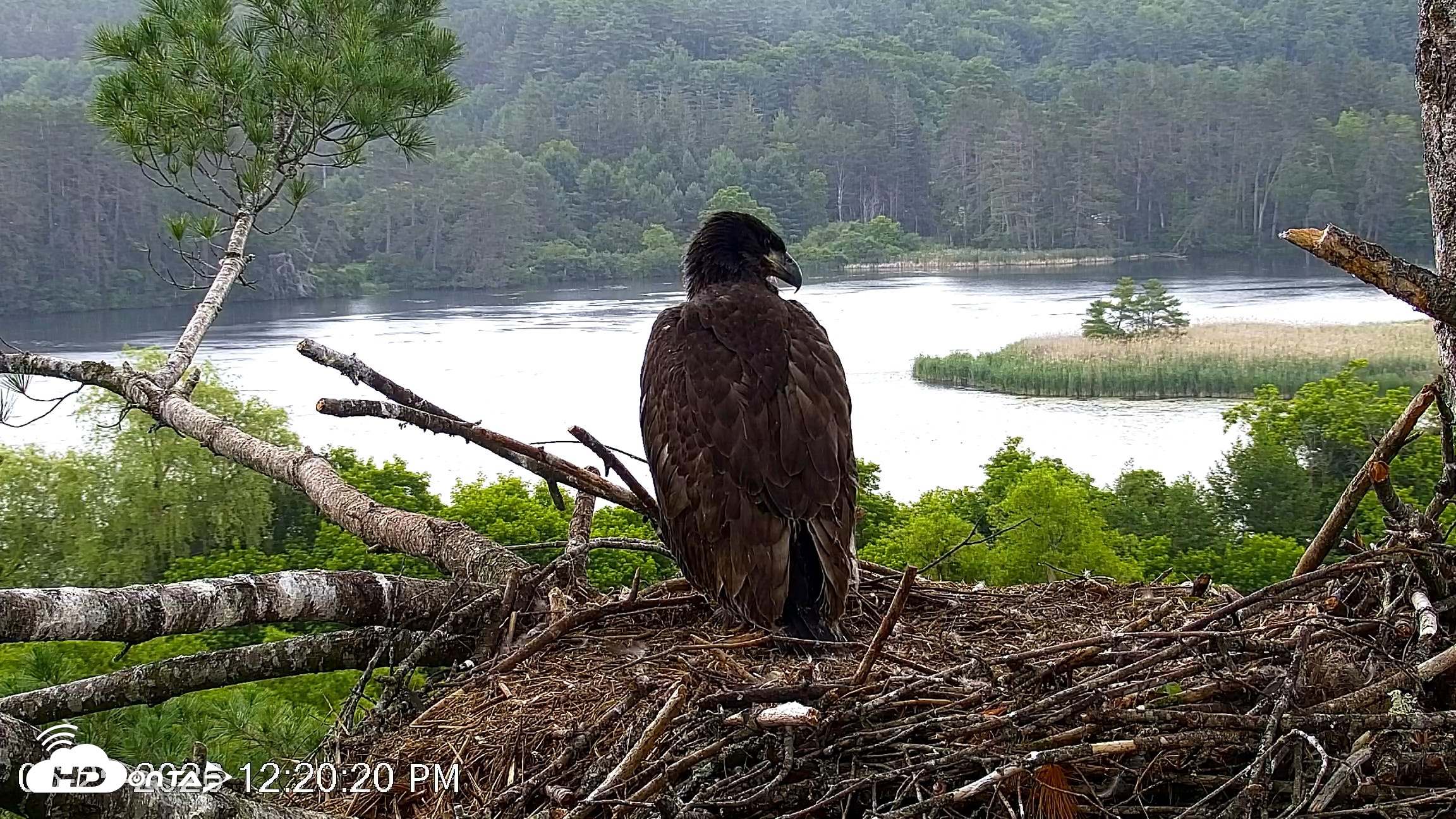 Snapshot of VINS Bald Eagles Nest Live Cams taken Jun 25, 2026, 12:21pm EDT