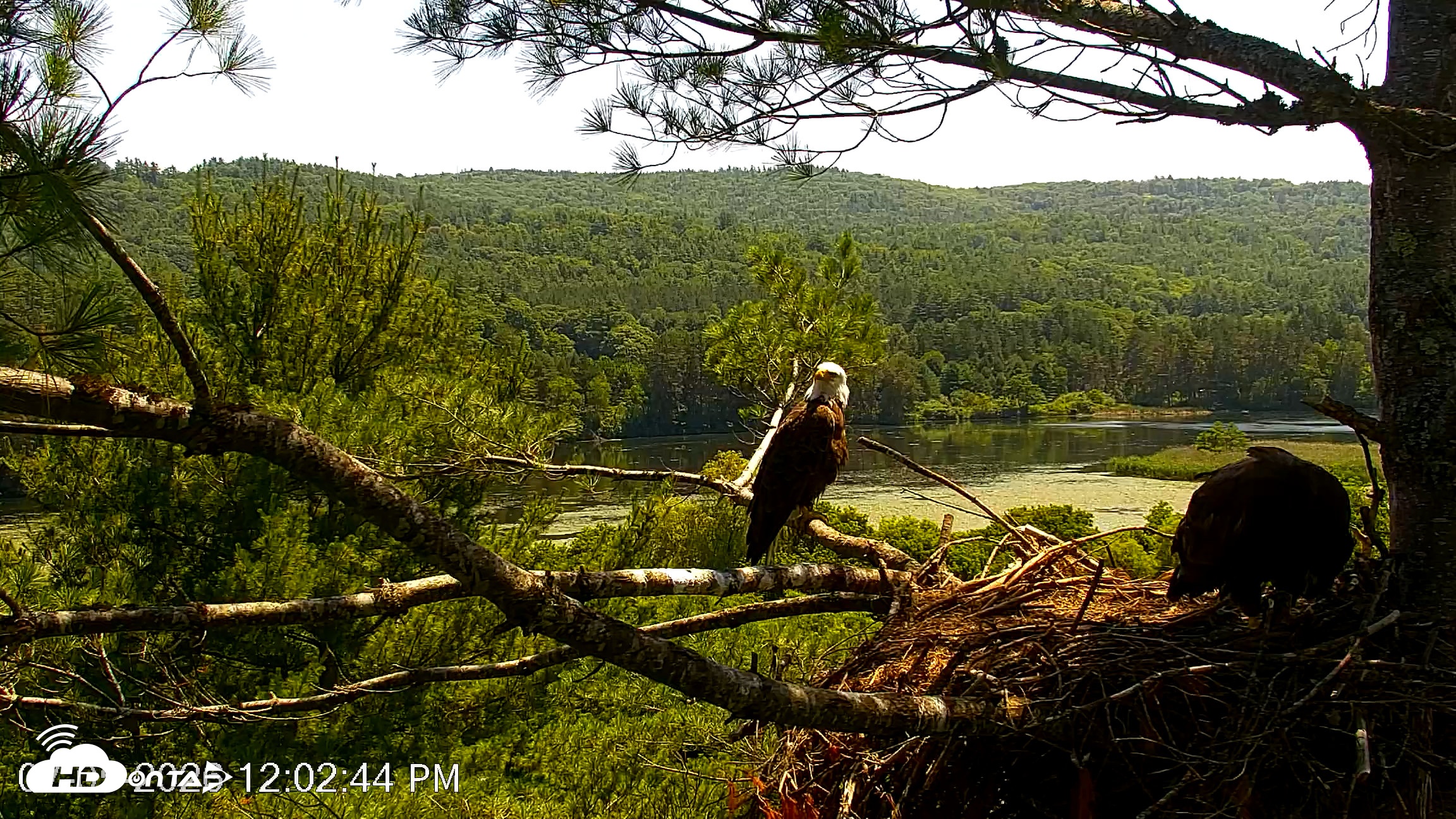 Snapshot of VINS Bald Eagles Nest Live Cams taken Jul 5, 2026, 12:03pm EDT