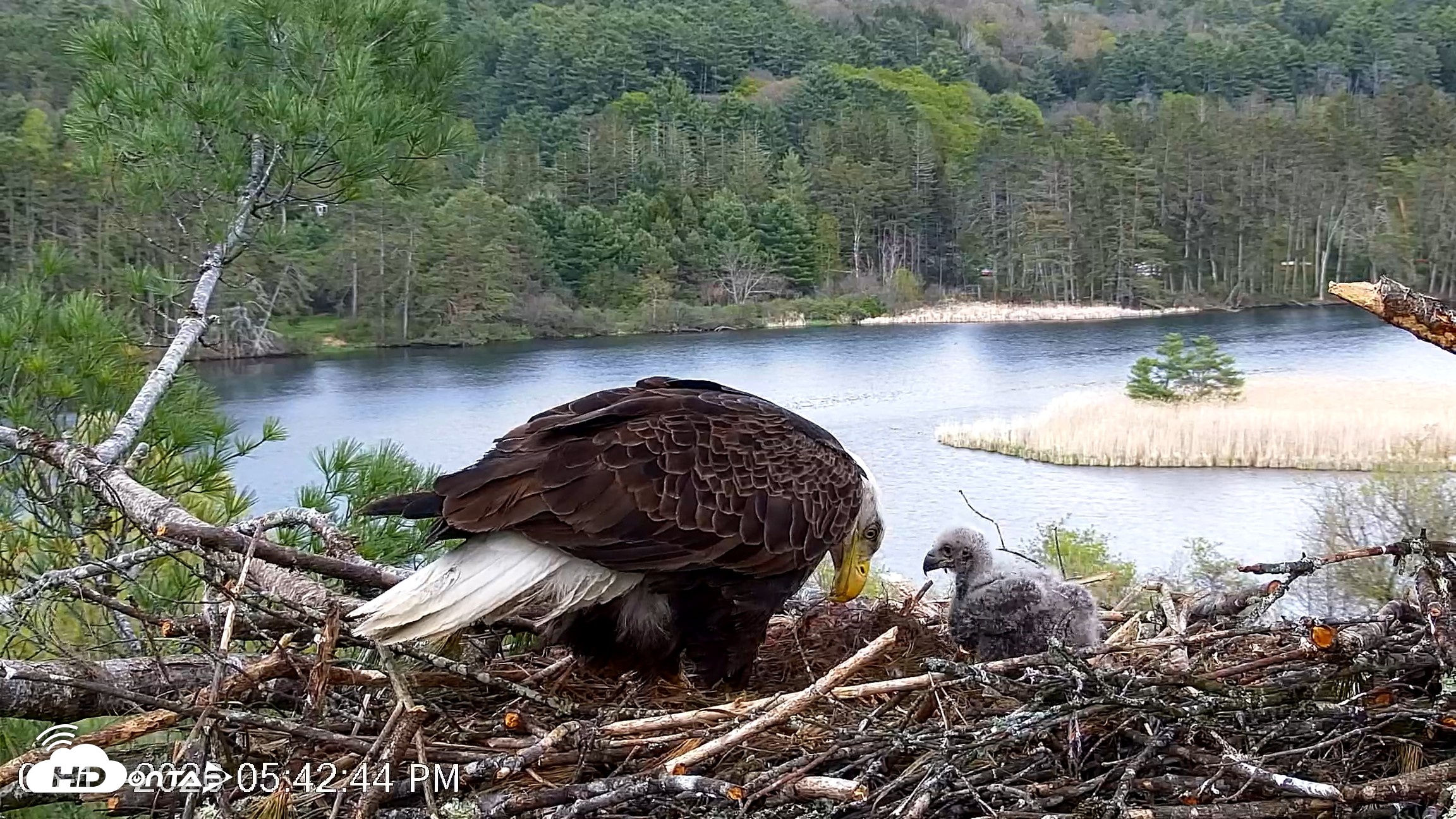 Snapshot of VINS Bald Eagles Nest Live Cams taken May 11, 2026, 5:43pm EDT