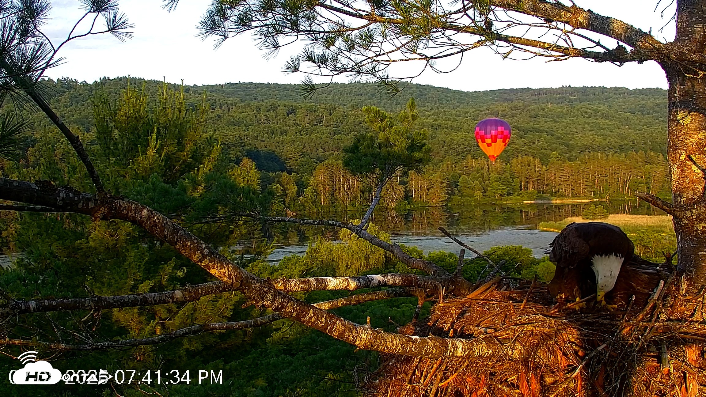 Snapshot of VINS Bald Eagles Nest Live Cams taken Jul 8, 2026, 7:42pm EDT