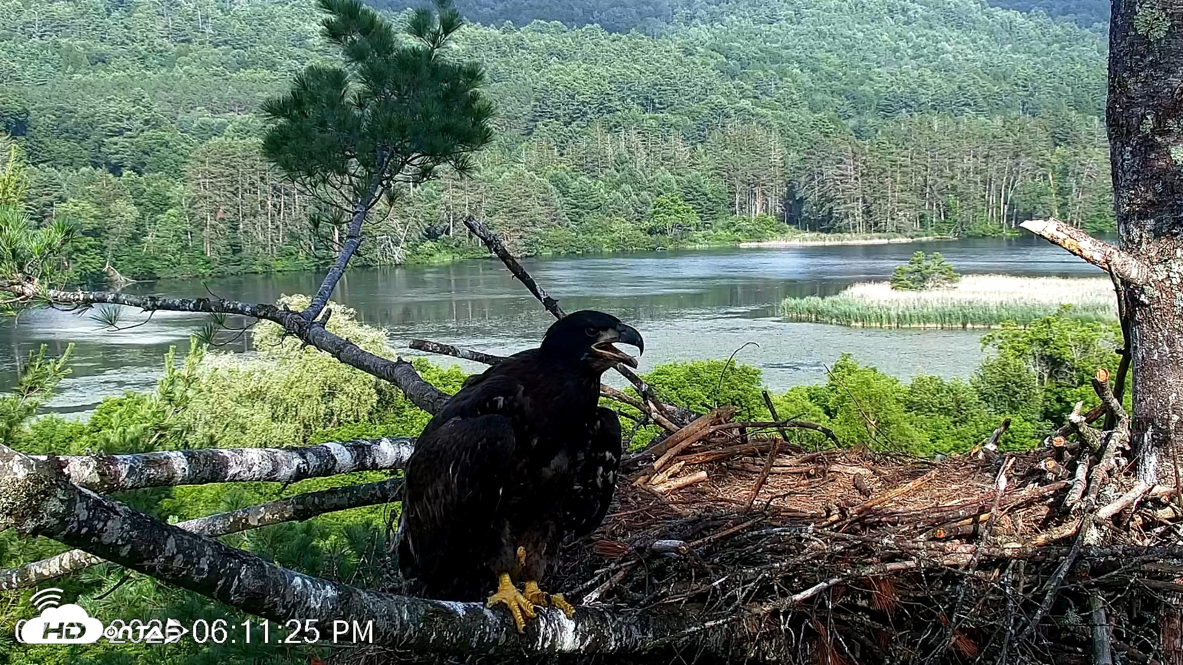 Snapshot of VINS Bald Eagles Nest Live Cams taken Jul 2, 2026, 6:12pm EDT
