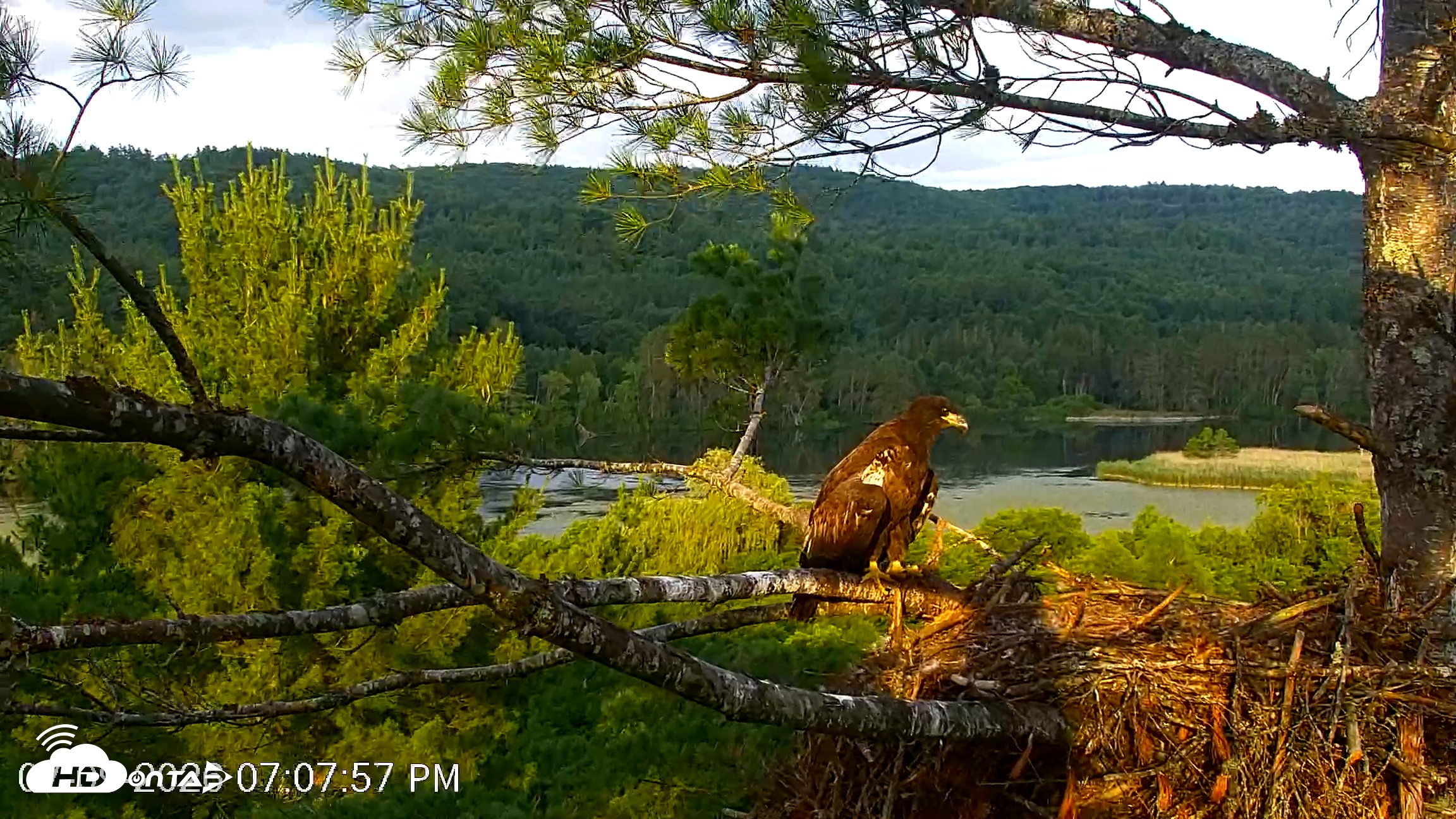 Snapshot of VINS Bald Eagles Nest Live Cams taken Jul 9, 2026, 7:08pm EDT