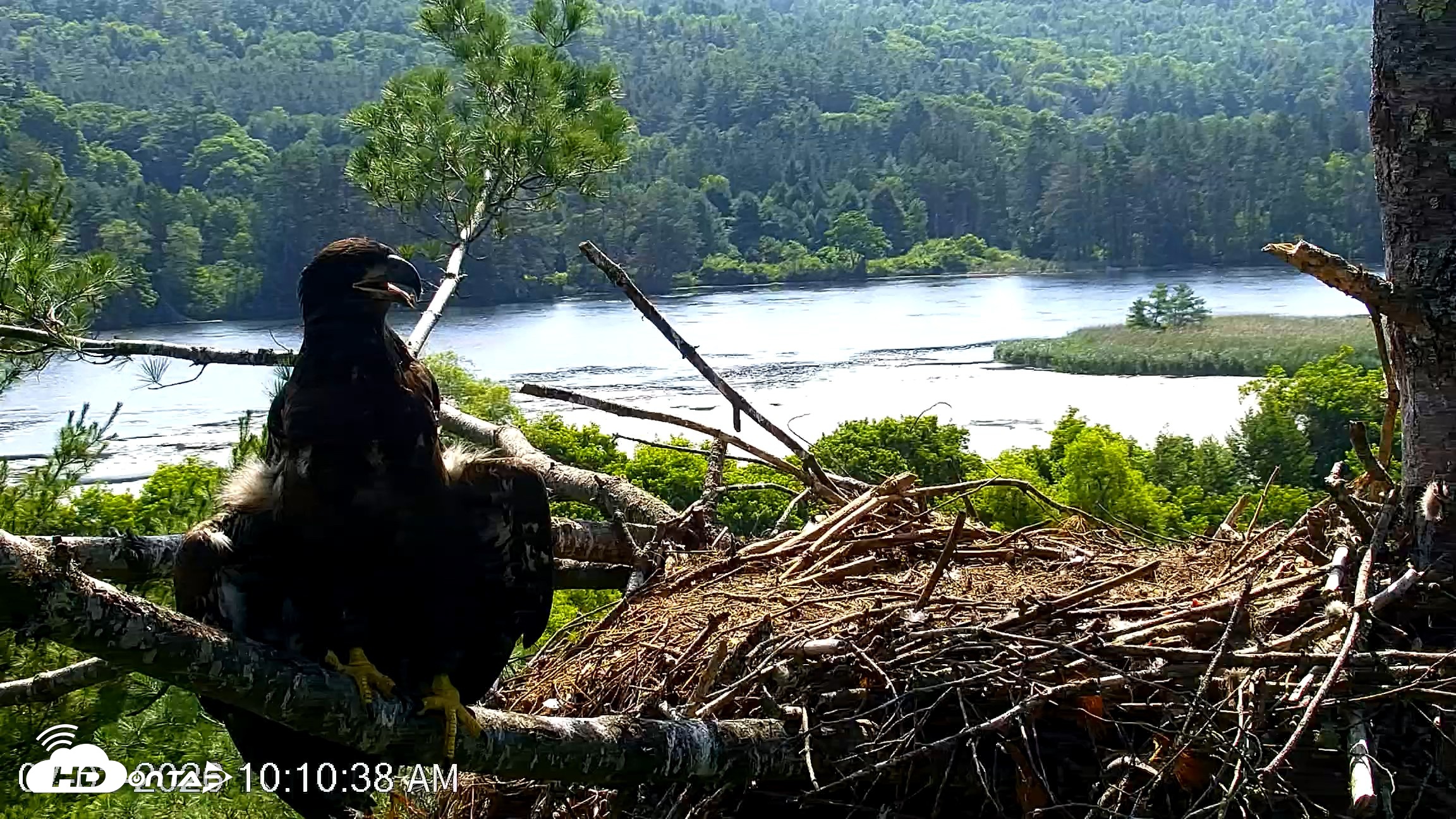 Snapshot of VINS Bald Eagles Nest Live Cams taken Jul 3, 2026, 10:11am EDT