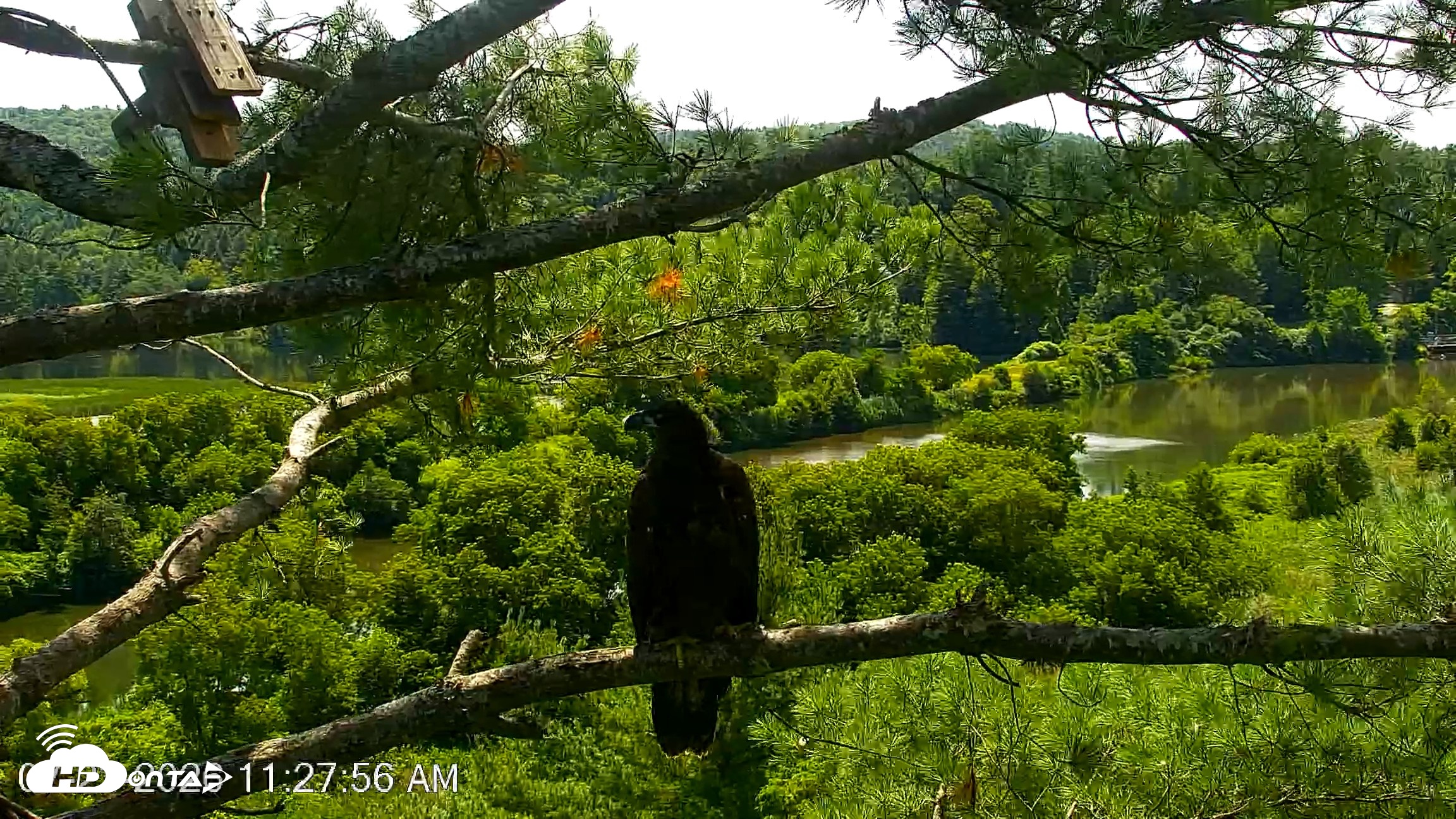 Snapshot of VINS Bald Eagles Nest Live Cams taken Jul 23, 2026, 11:28am EDT