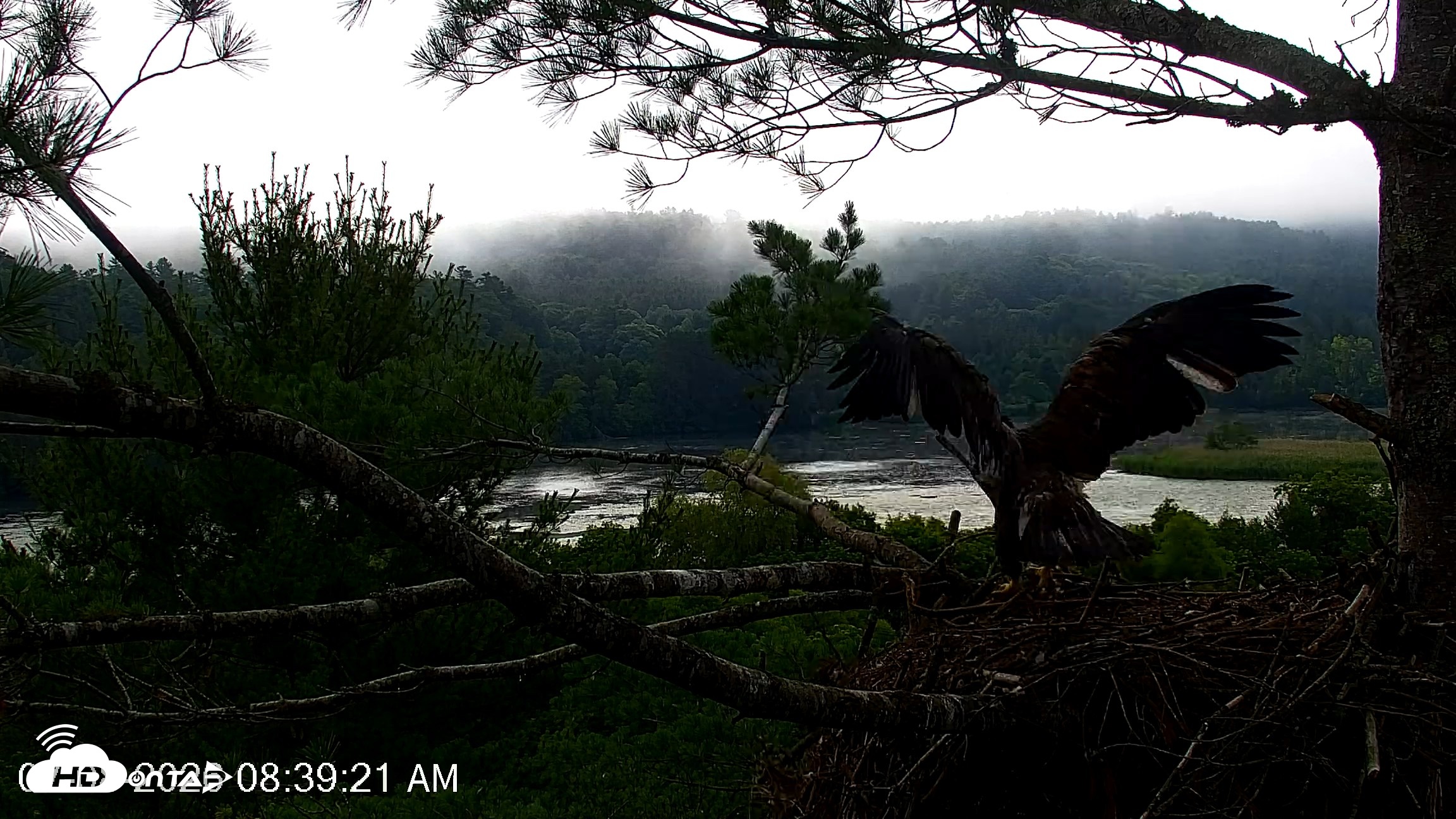 Snapshot of VINS Bald Eagles Nest Live Cams taken Jul 8, 2026, 8:40am EDT
