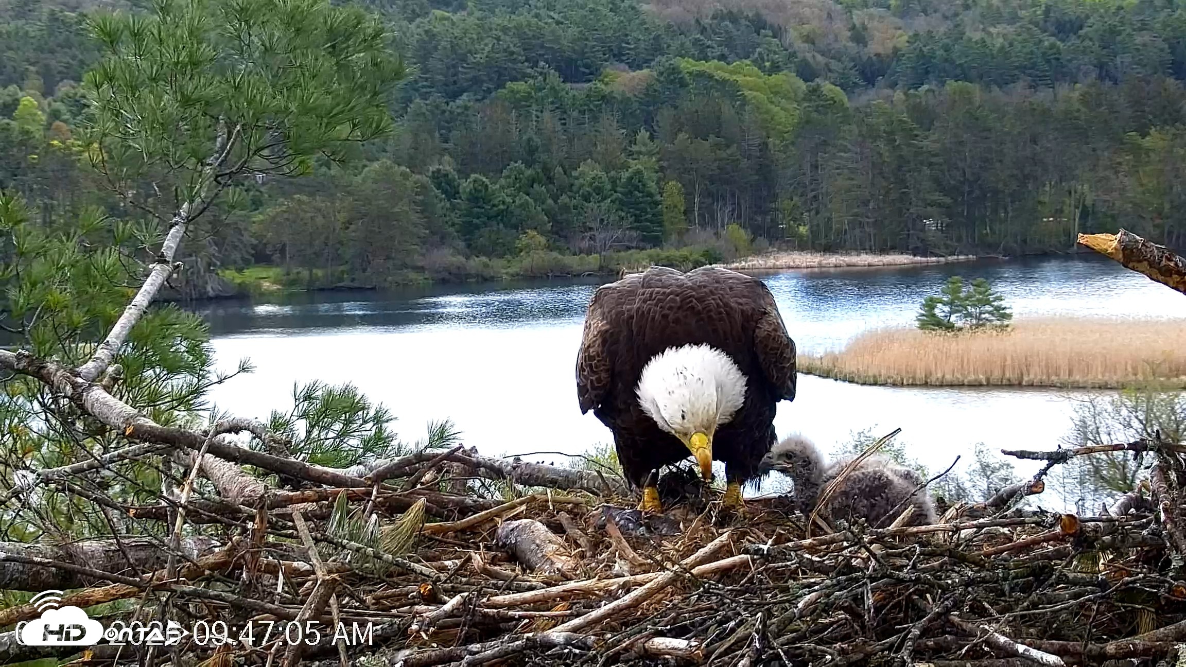 Snapshot of VINS Bald Eagles Nest Live Cams taken May 12, 2026, 9:47am EDT