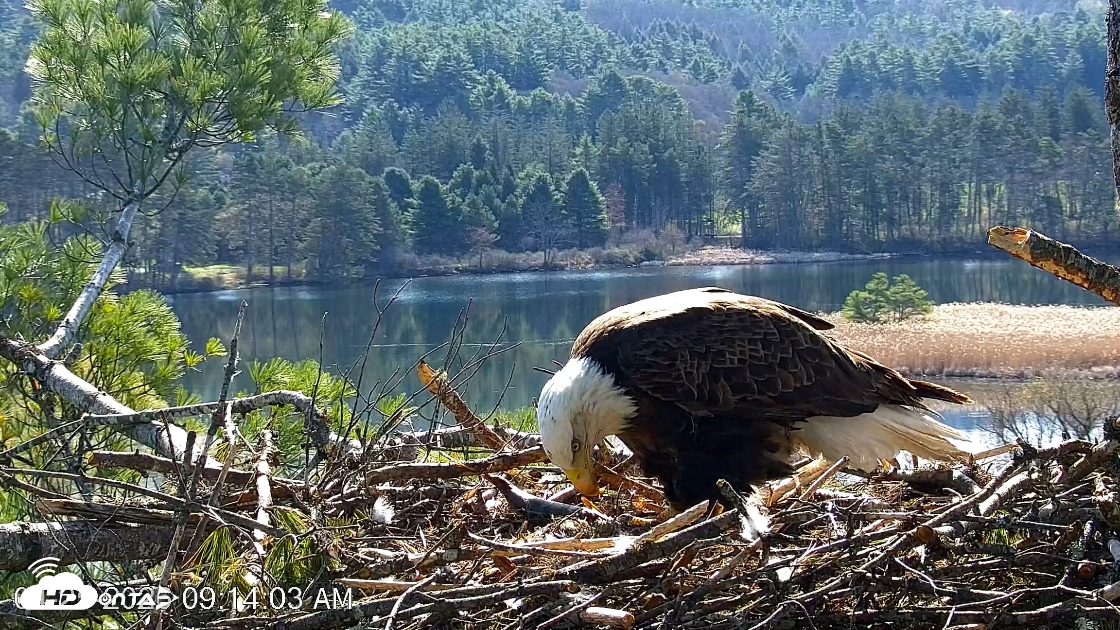 Snapshot of VINS Bald Eagles Nest Live Cams taken Apr 25, 2026, 9:14am EDT