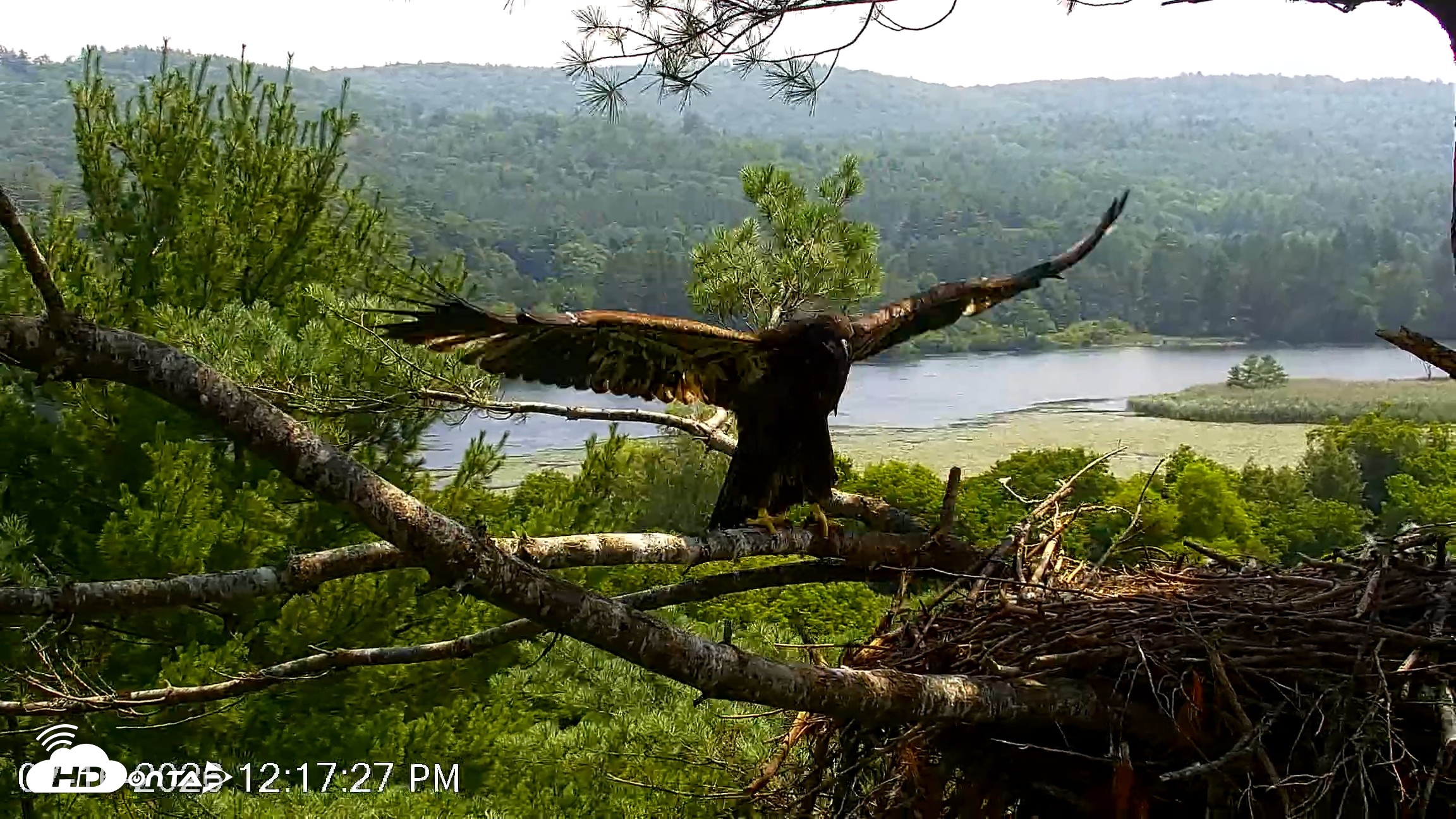 Snapshot of VINS Bald Eagles Nest Live Cams taken Jul 16, 2026, 12:18pm EDT