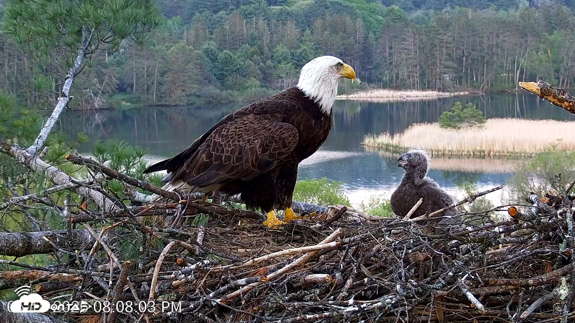 Snapshot of VINS Bald Eagles Nest Live Cams taken May 18, 2026, 8:08pm EDT