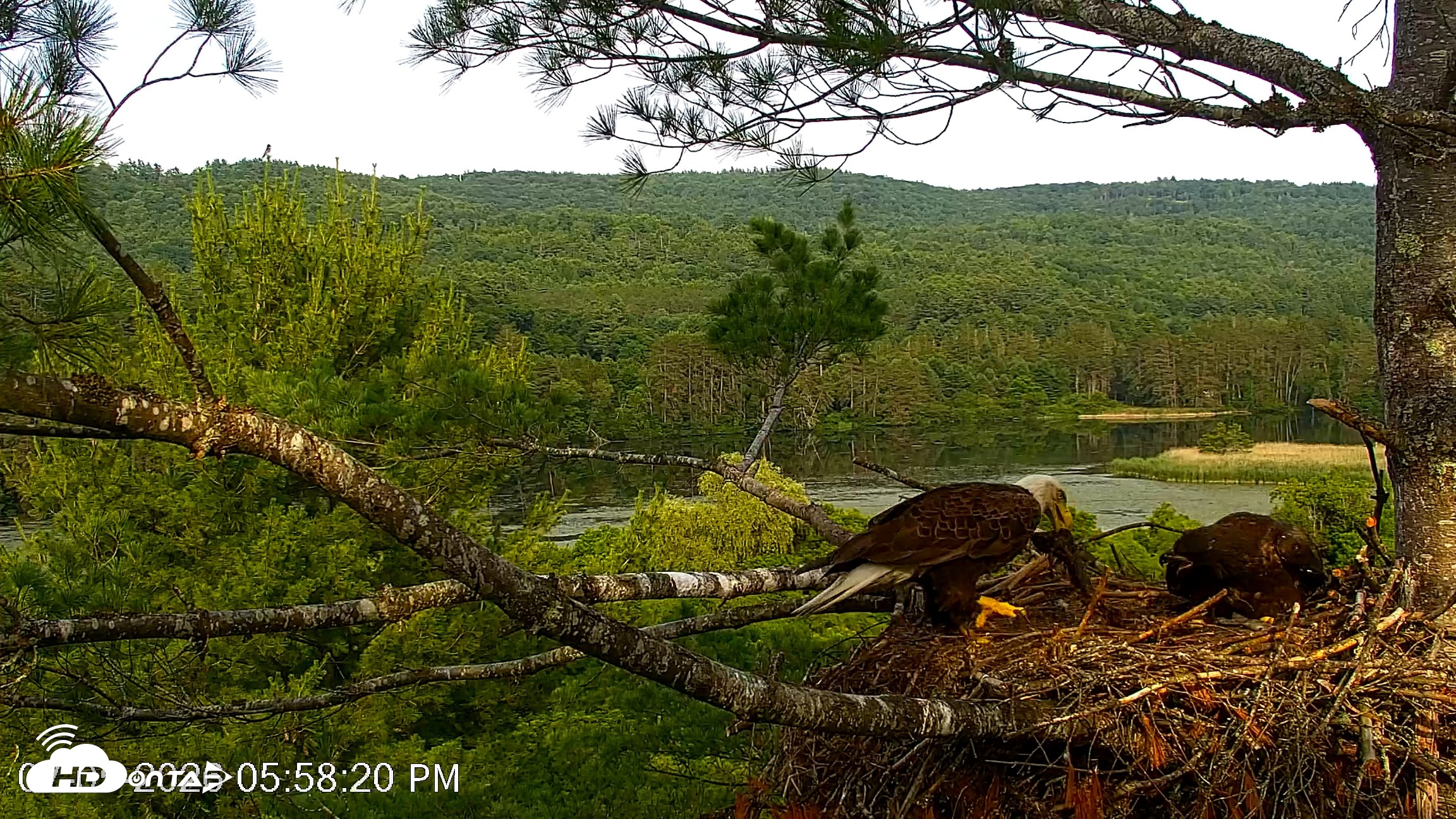 Snapshot of VINS Bald Eagles Nest Live Cams taken Jul 5, 2026, 5:59pm EDT