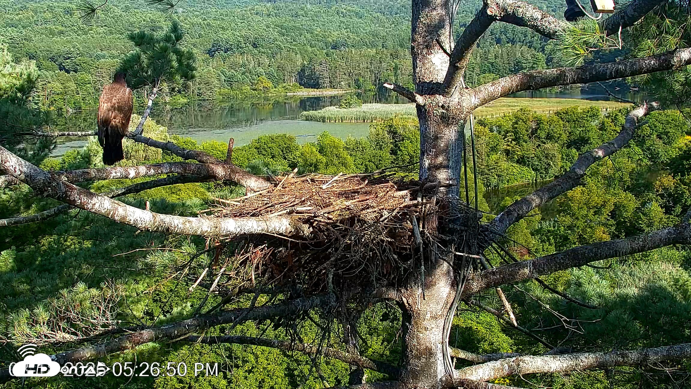 Snapshot of VINS Bald Eagles Nest Live Cams taken Aug 18, 2026, 5:27pm EDT