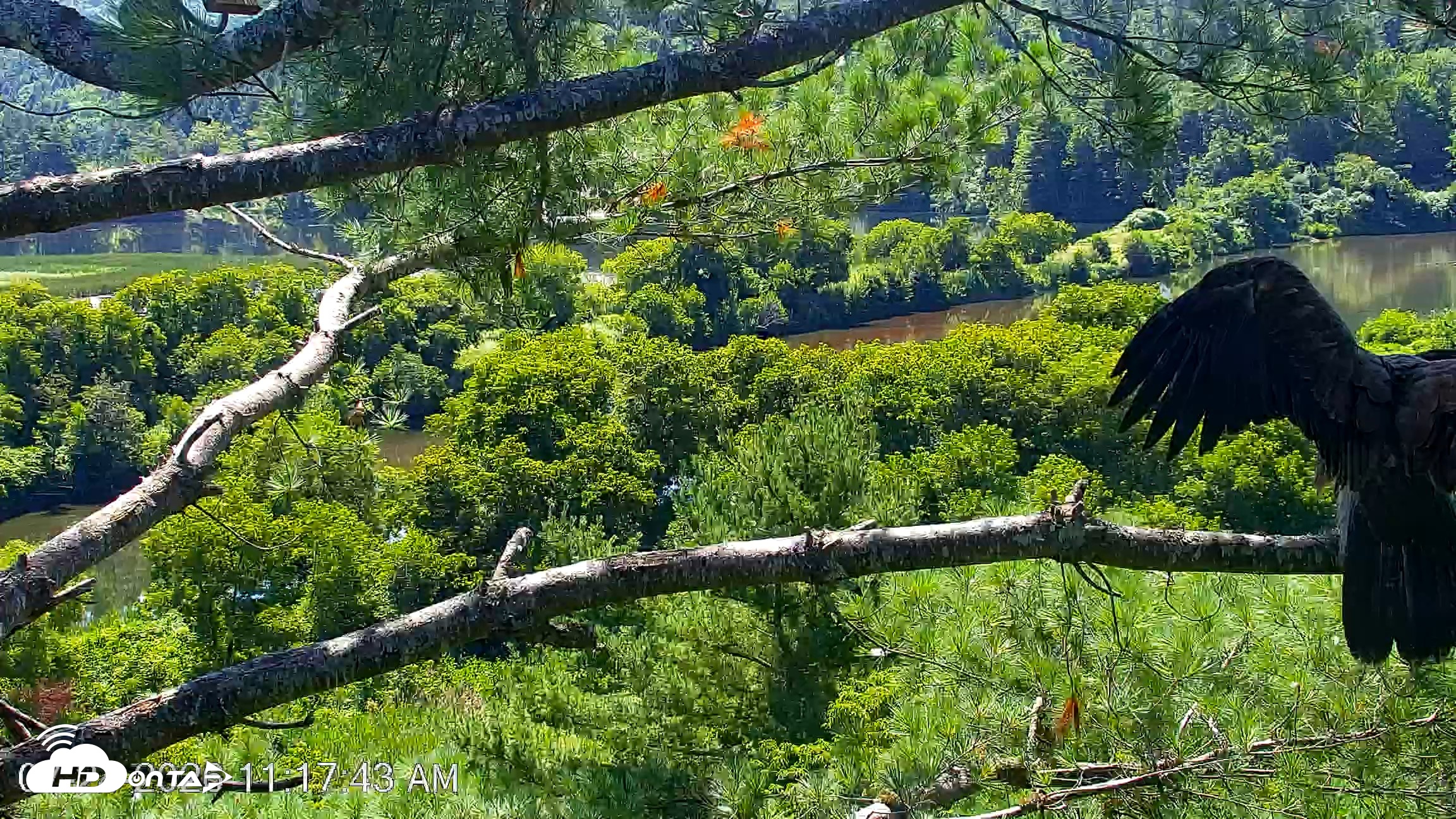 Snapshot of VINS Bald Eagles Nest Live Cams taken Jul 24, 2026, 11:18am EDT