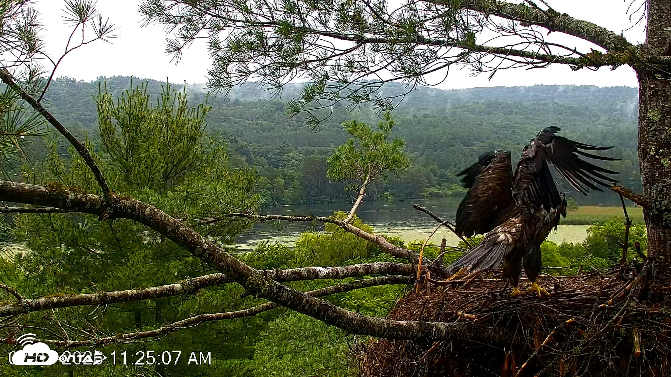 Snapshot of VINS Bald Eagles Nest Live Cams taken Jul 7, 2026, 11:26am EDT