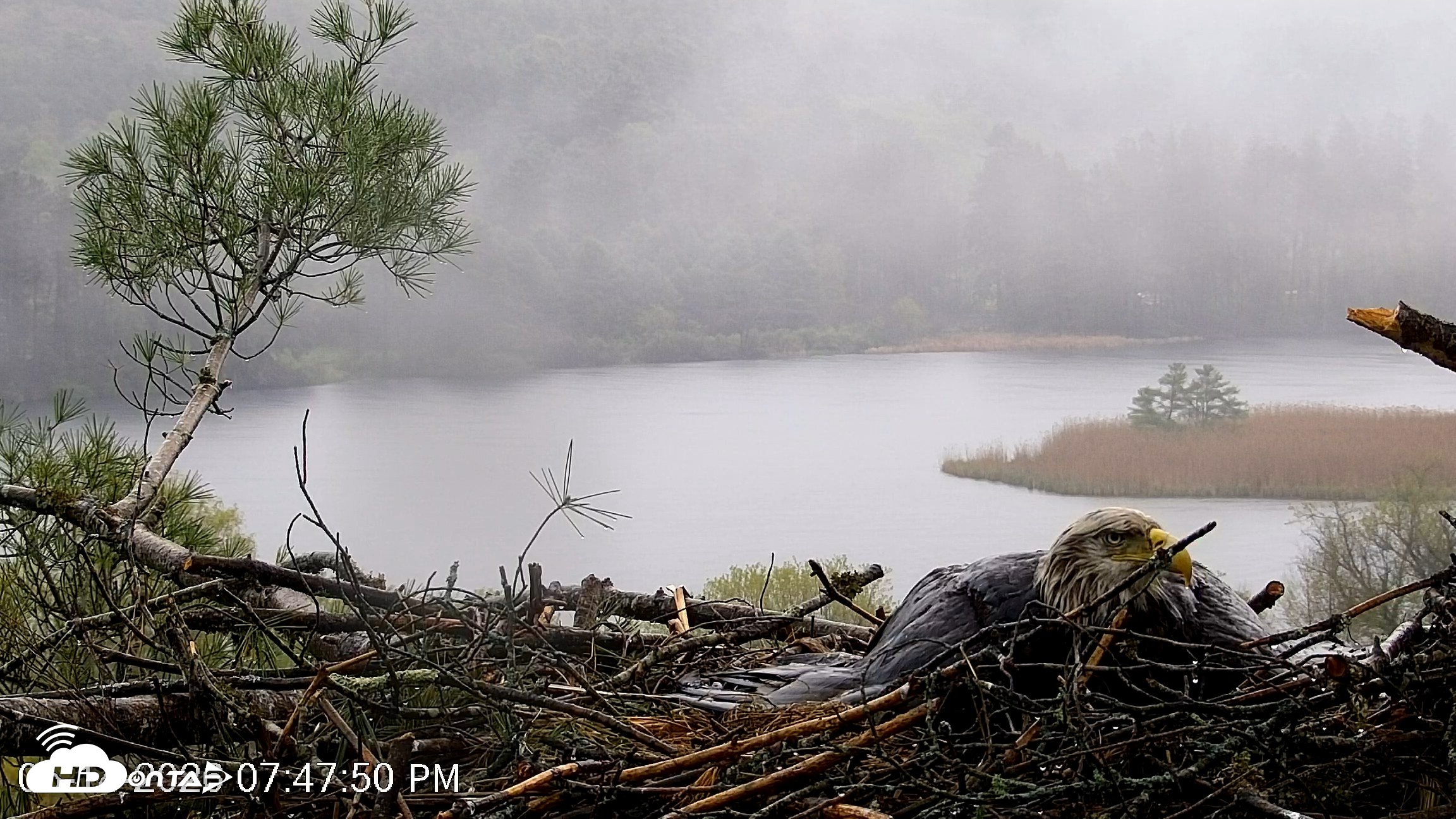 Snapshot of VINS Bald Eagles Nest Live Cams taken May 14, 2026, 7:48pm EDT
