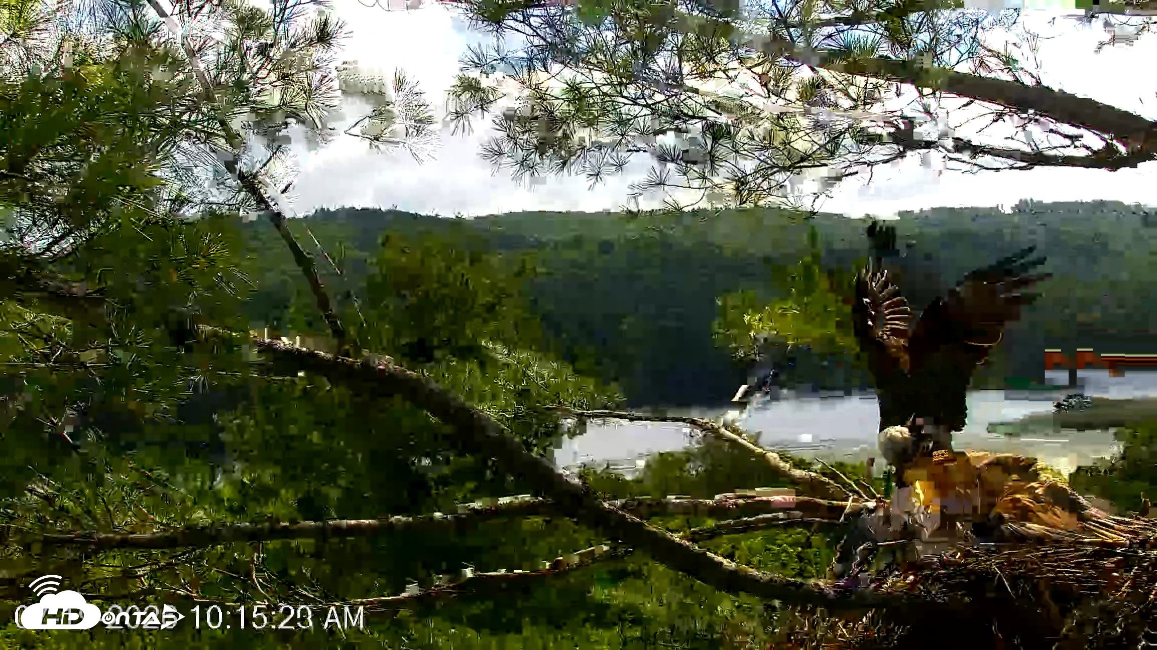 Snapshot of VINS Bald Eagles Nest Live Cams taken Jul 19, 2026, 10:16am EDT