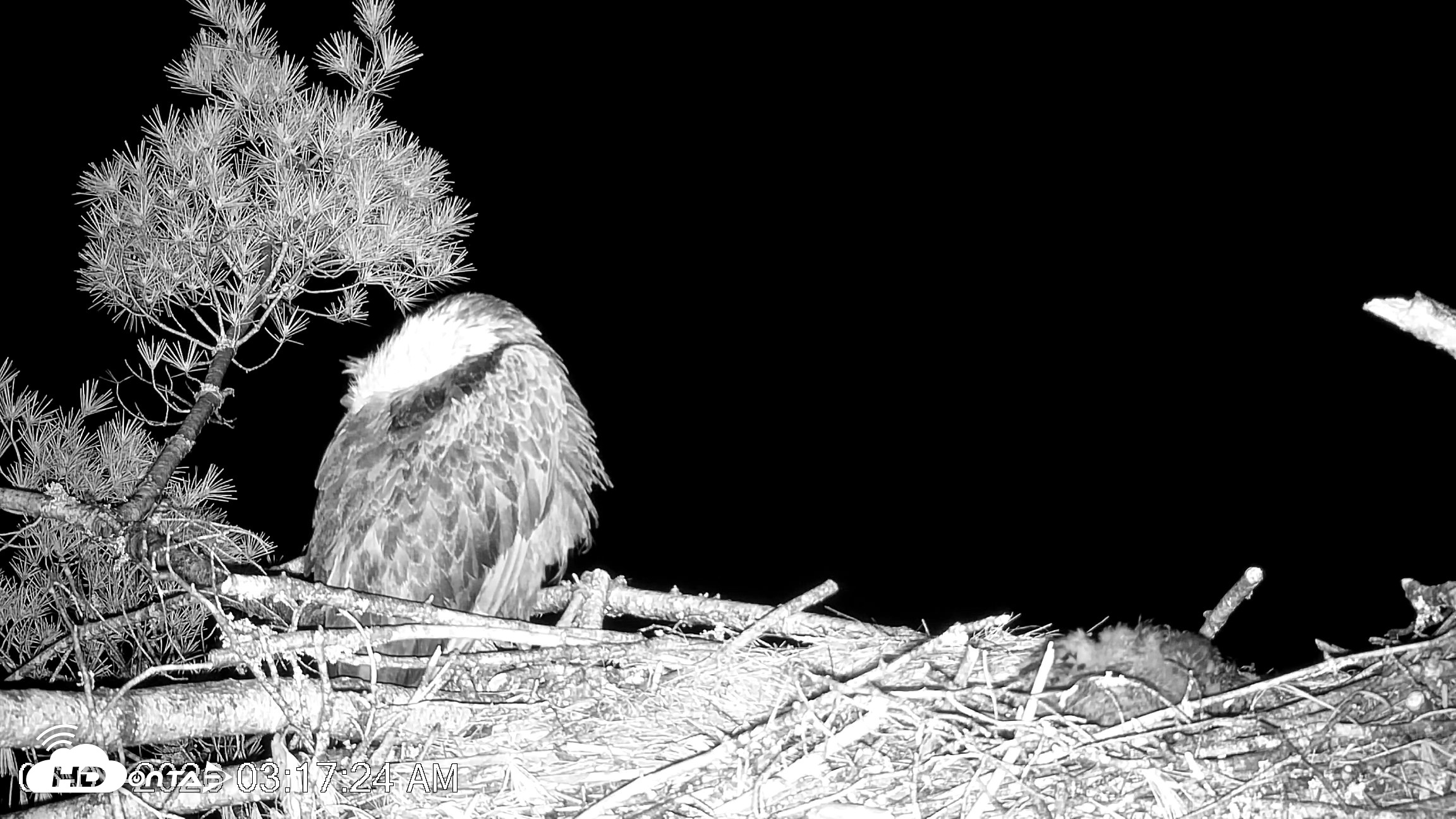 Snapshot of VINS Bald Eagles Nest Live Cams taken Jun 1, 2026, 3:18am EDT