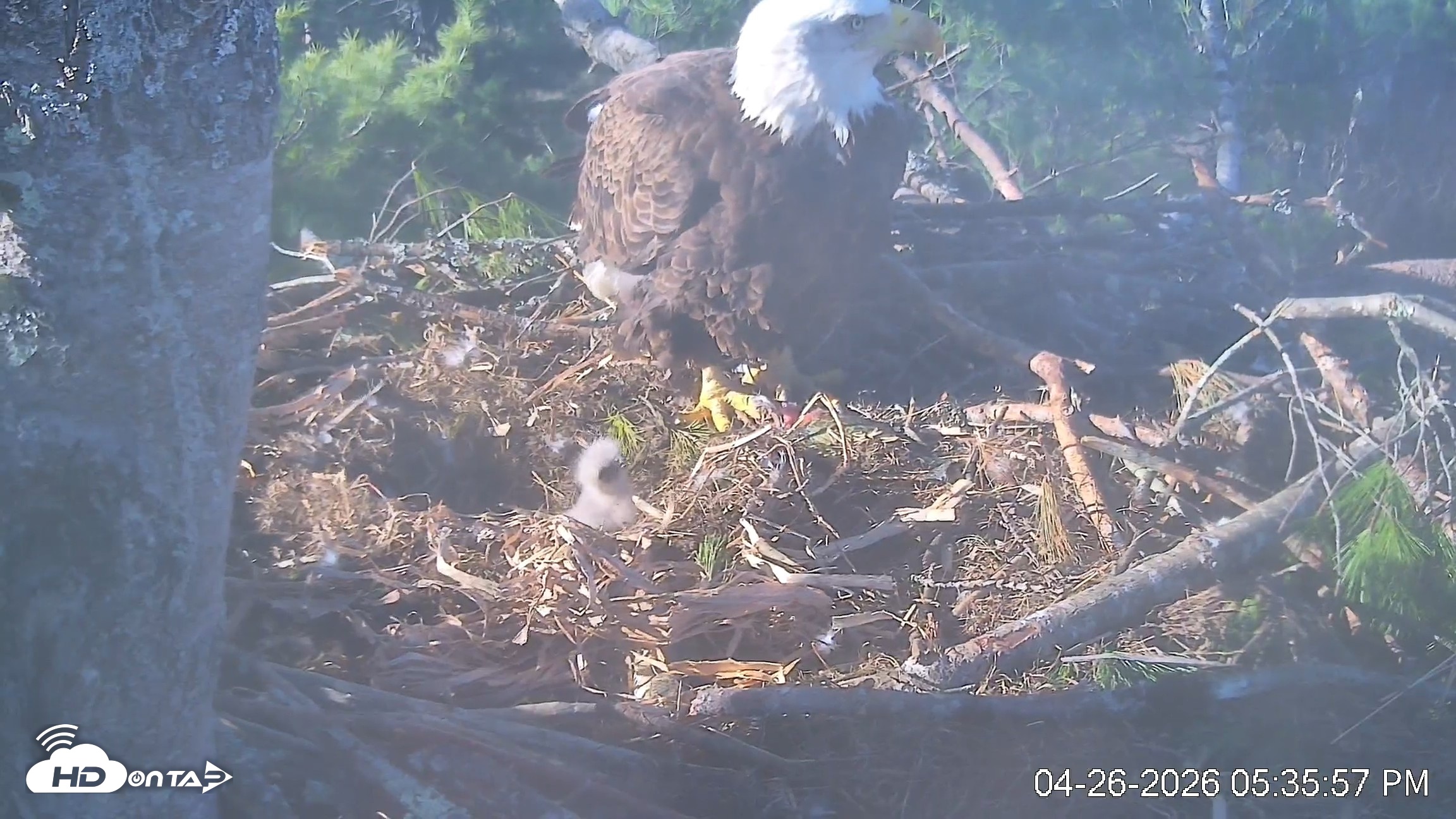 Snapshot of VINS Bald Eagles Nest Live Cams taken Apr 26, 2026, 5:36pm EDT