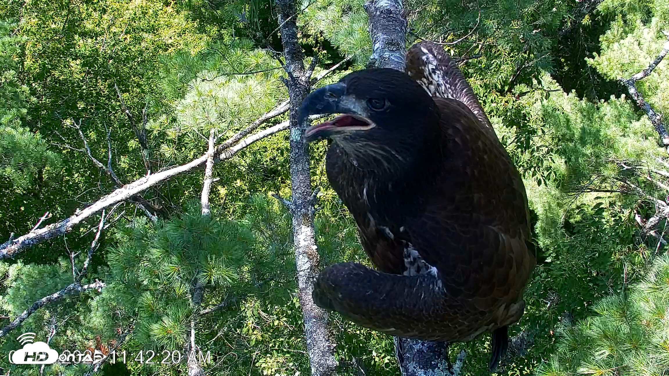 Snapshot of VINS Bald Eagles Nest Live Cams taken Jul 27, 2026, 11:42am EDT