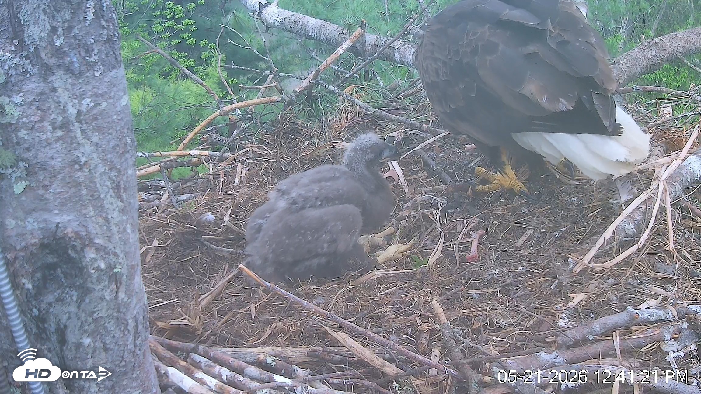 Snapshot of VINS Bald Eagles Nest Live Cams taken May 21, 2026, 12:41pm EDT