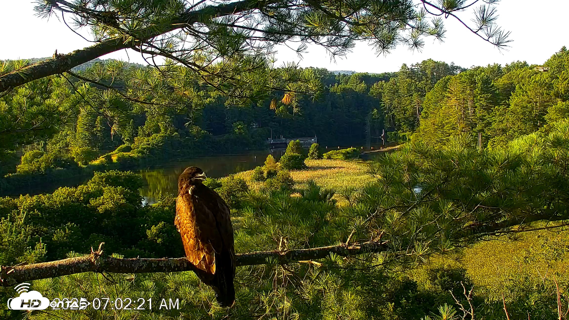 Snapshot of VINS Bald Eagles Nest Live Cams taken Jul 24, 2026, 7:03am EDT