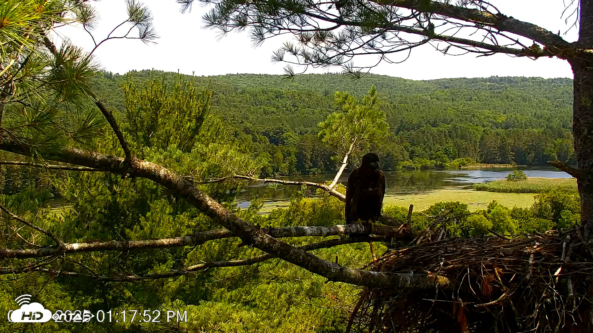 Snapshot of VINS Bald Eagles Nest Live Cams taken Jul 13, 2026, 1:18pm EDT