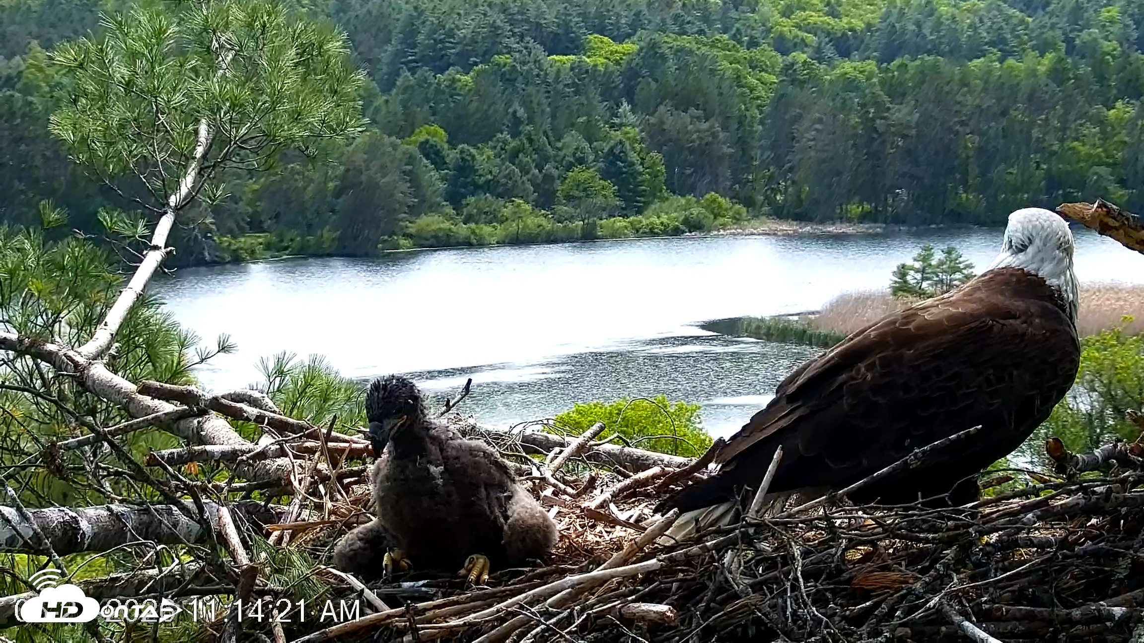 Snapshot of VINS Bald Eagles Nest Live Cams taken May 27, 2026, 11:15am EDT