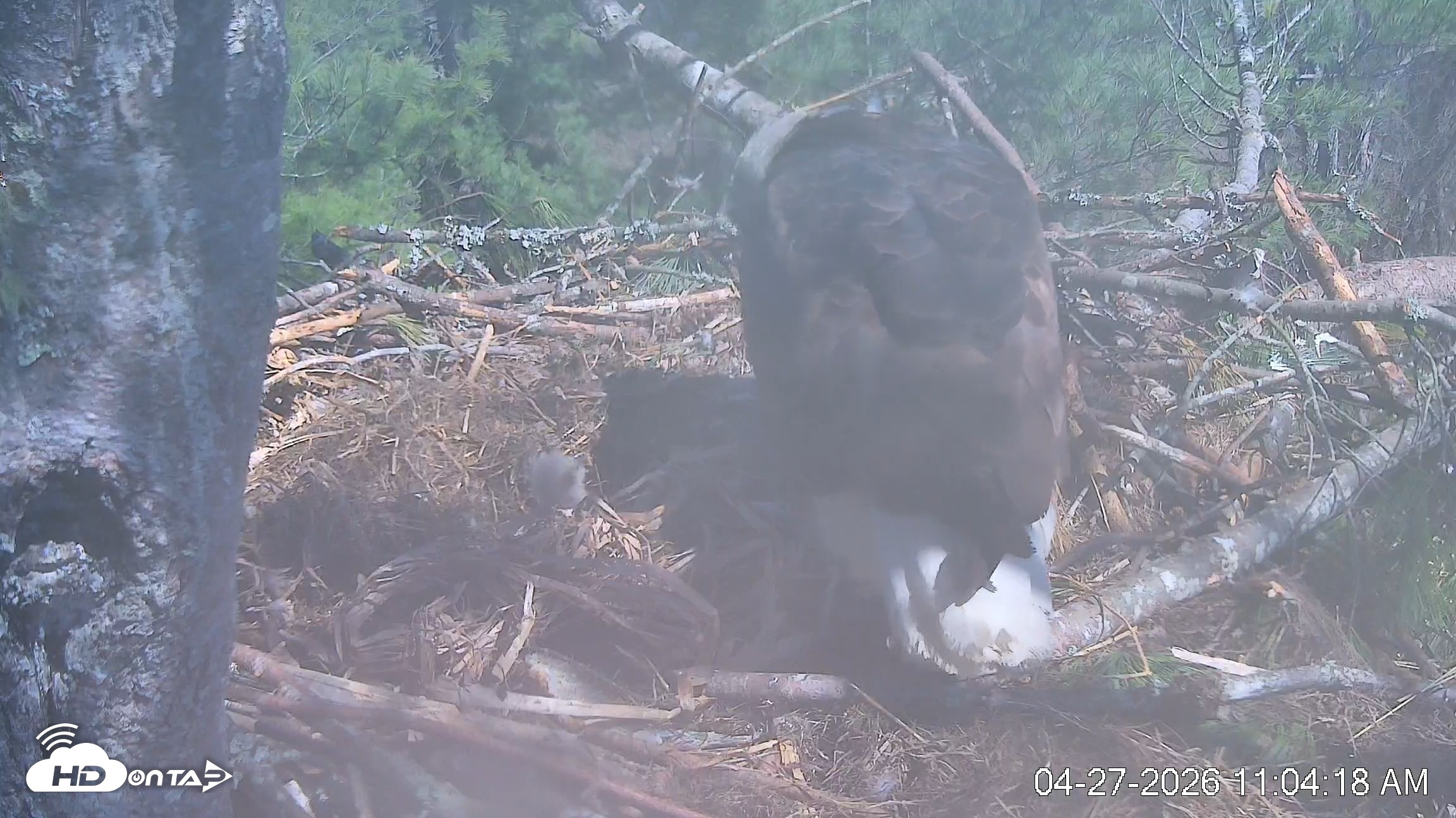 Snapshot of VINS Bald Eagles Nest Live Cams taken Apr 27, 2026, 11:05am EDT