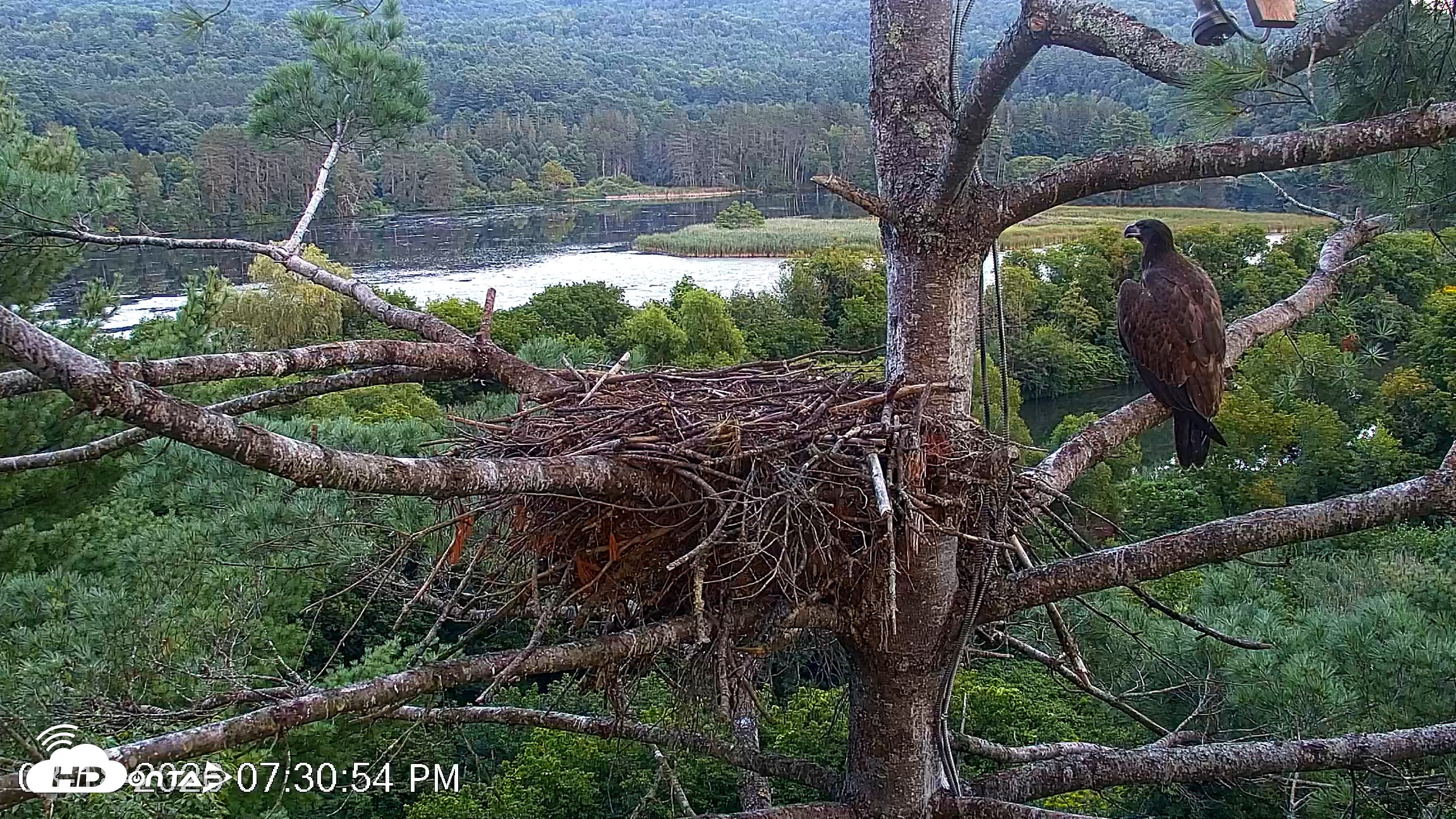 Snapshot of VINS Bald Eagles Nest Live Cams taken Aug 18, 2026, 7:31pm EDT