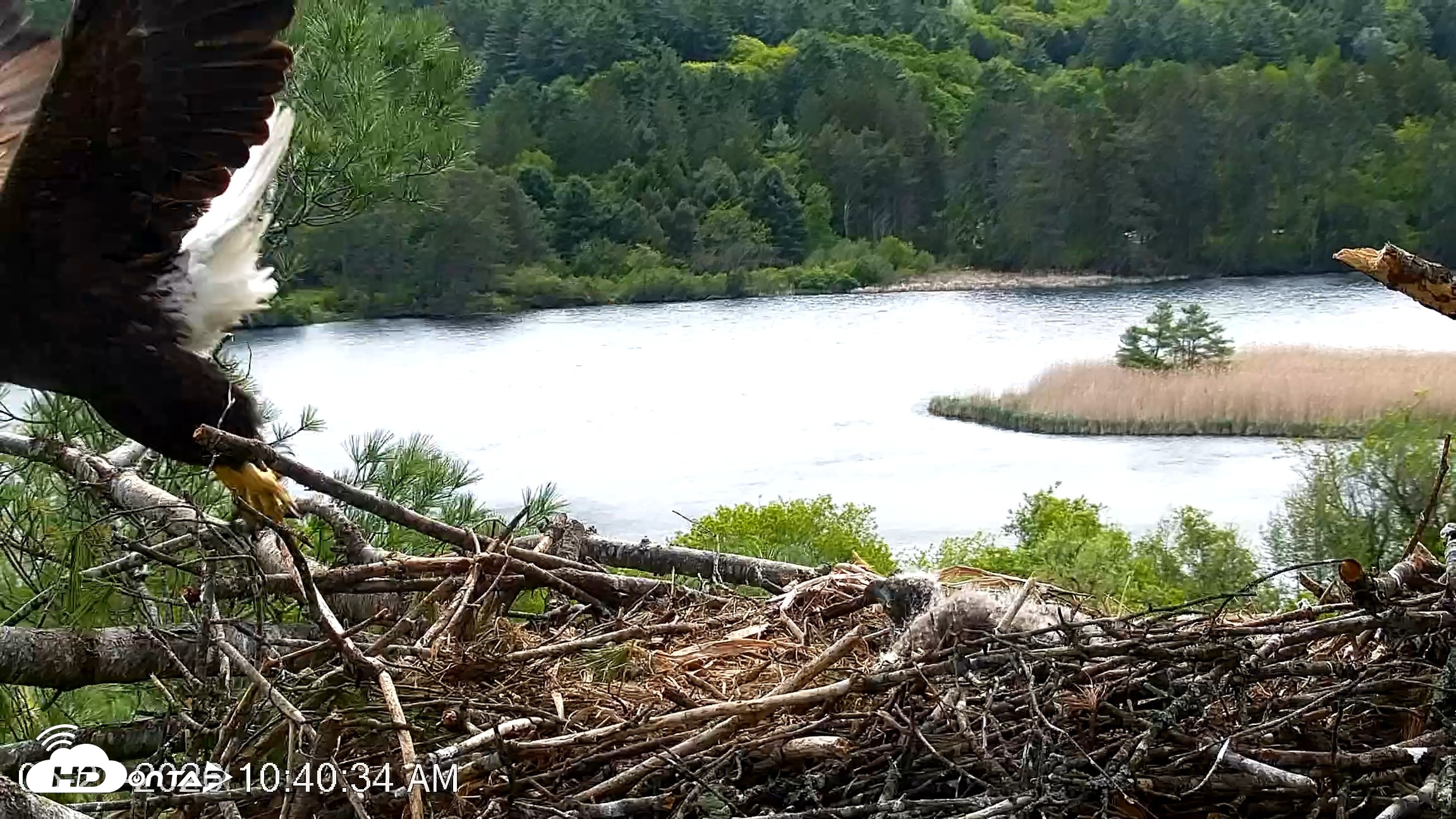 Snapshot of VINS Bald Eagles Nest Live Cams taken May 21, 2026, 10:41am EDT