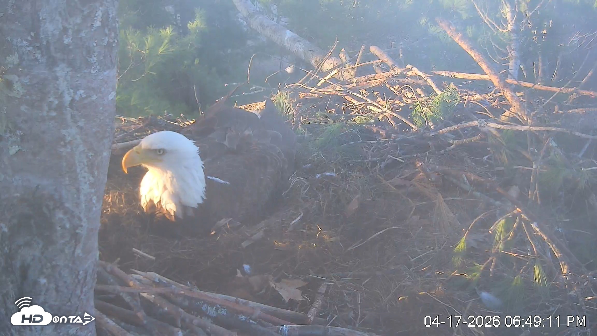 Snapshot of VINS Bald Eagles Nest Live Cams taken Apr 17, 2026, 6:49pm EDT