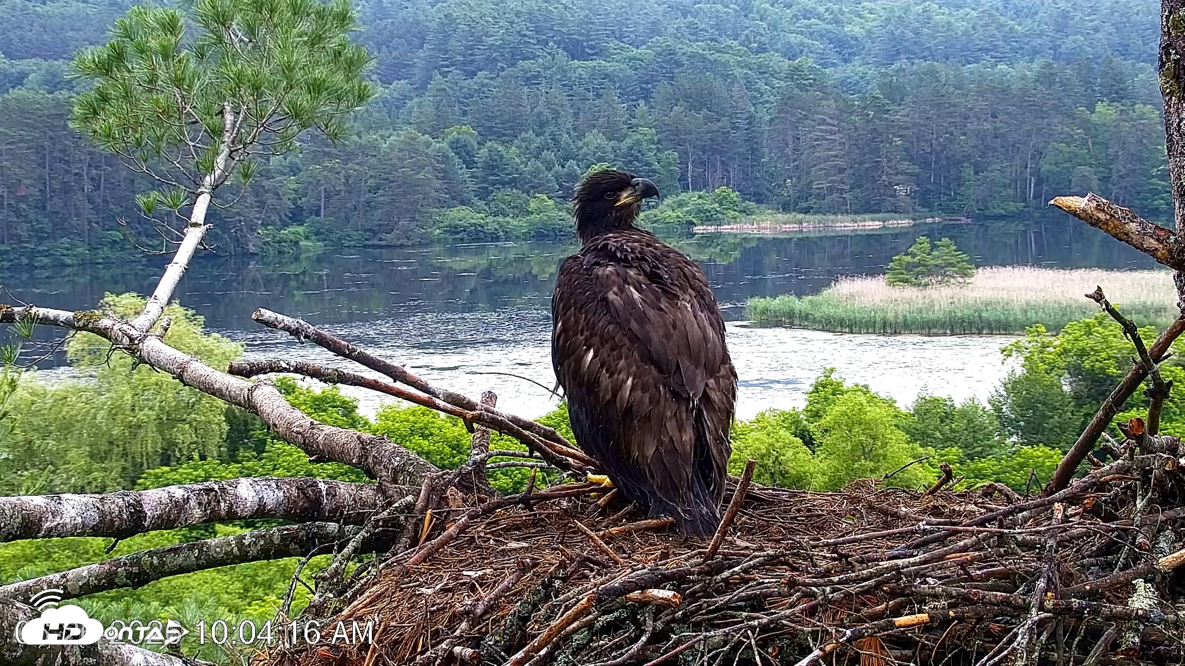 Snapshot of VINS Bald Eagles Nest Live Cams taken Jun 26, 2026, 10:04am EDT