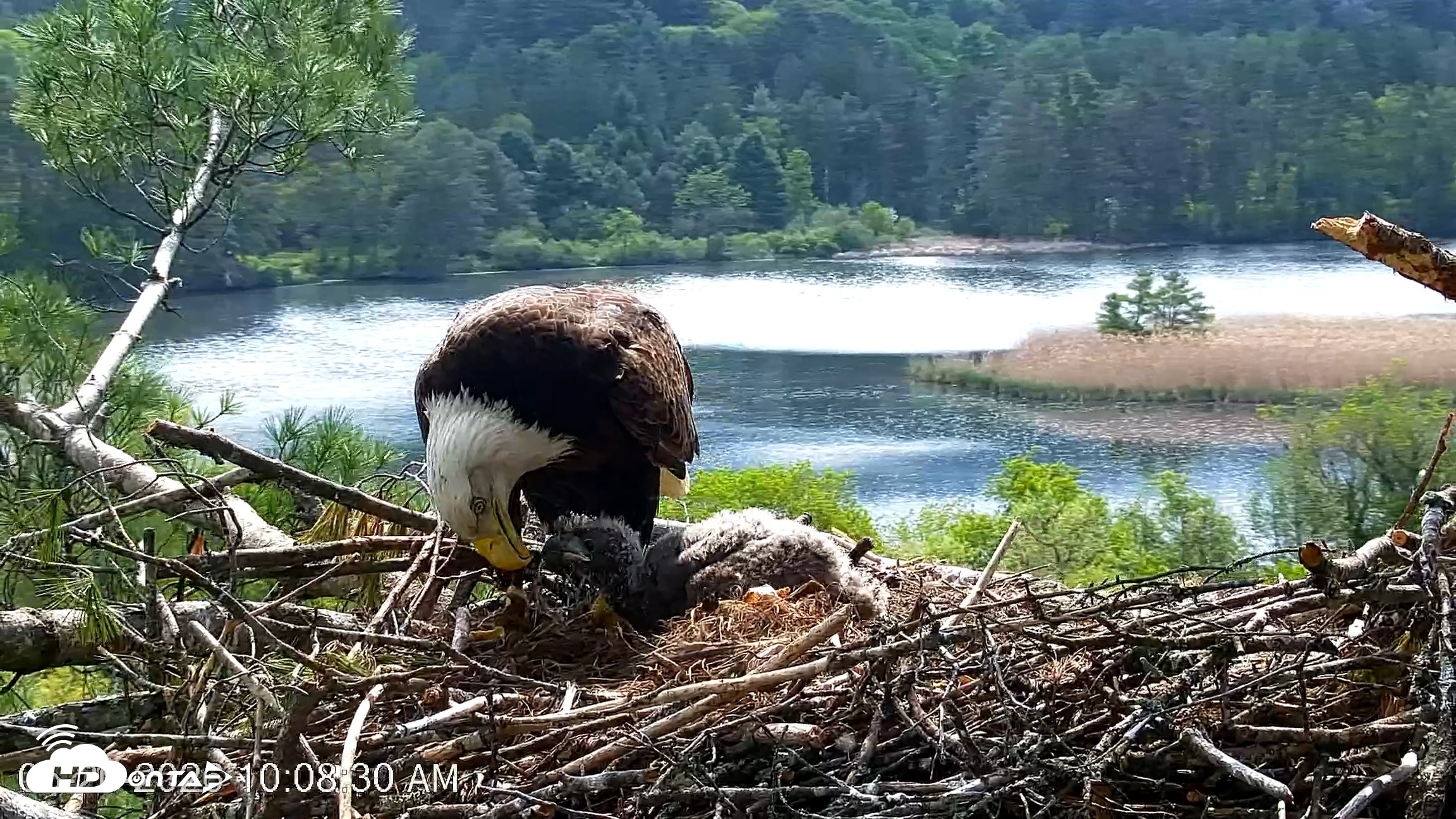 Snapshot of VINS Bald Eagles Nest Live Cams taken May 20, 2026, 10:09am EDT