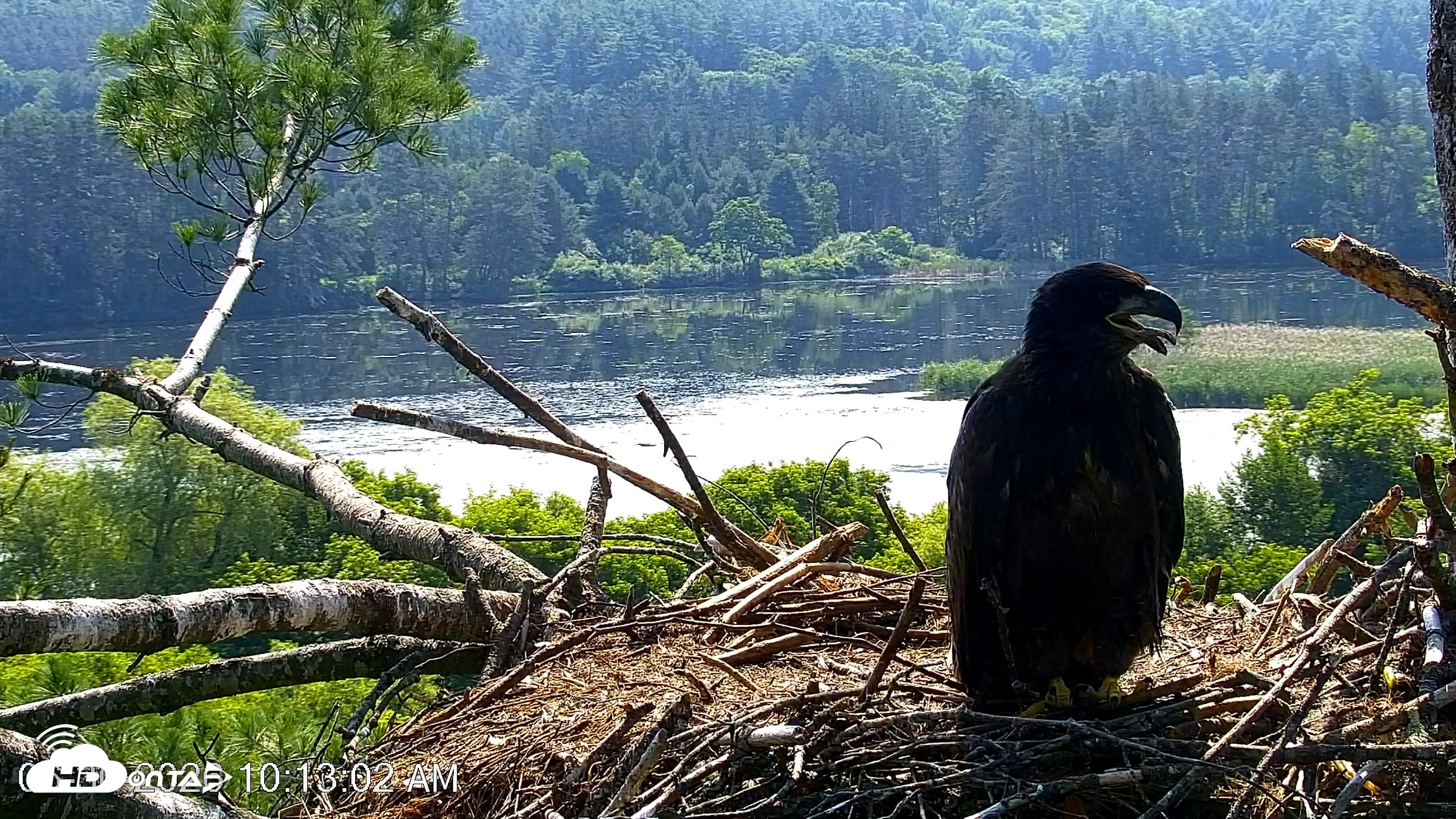 Snapshot of VINS Bald Eagles Nest Live Cams taken Jun 30, 2026, 10:13am EDT