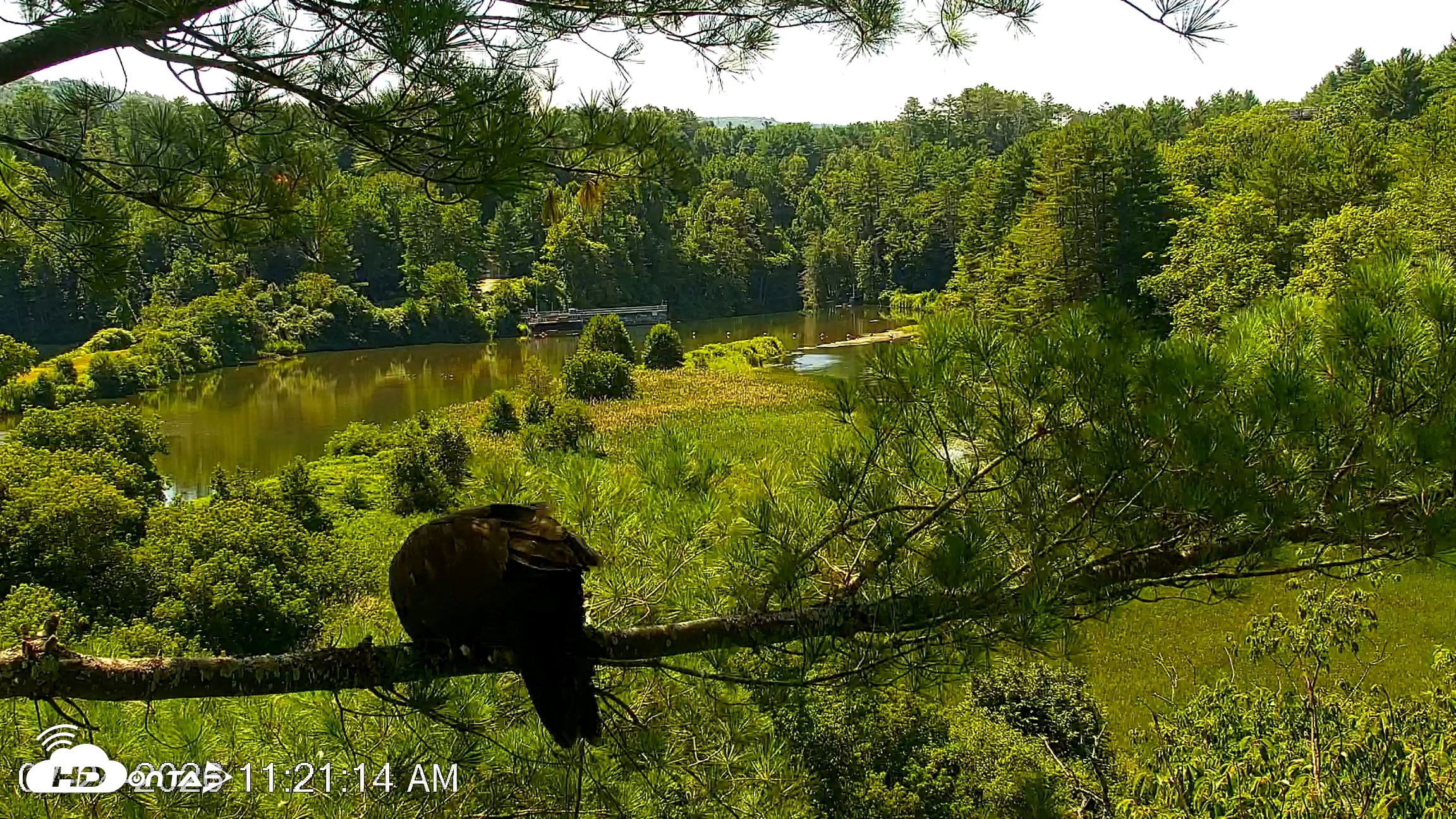 Snapshot of VINS Bald Eagles Nest Live Cams taken Jul 24, 2026, 11:21am EDT