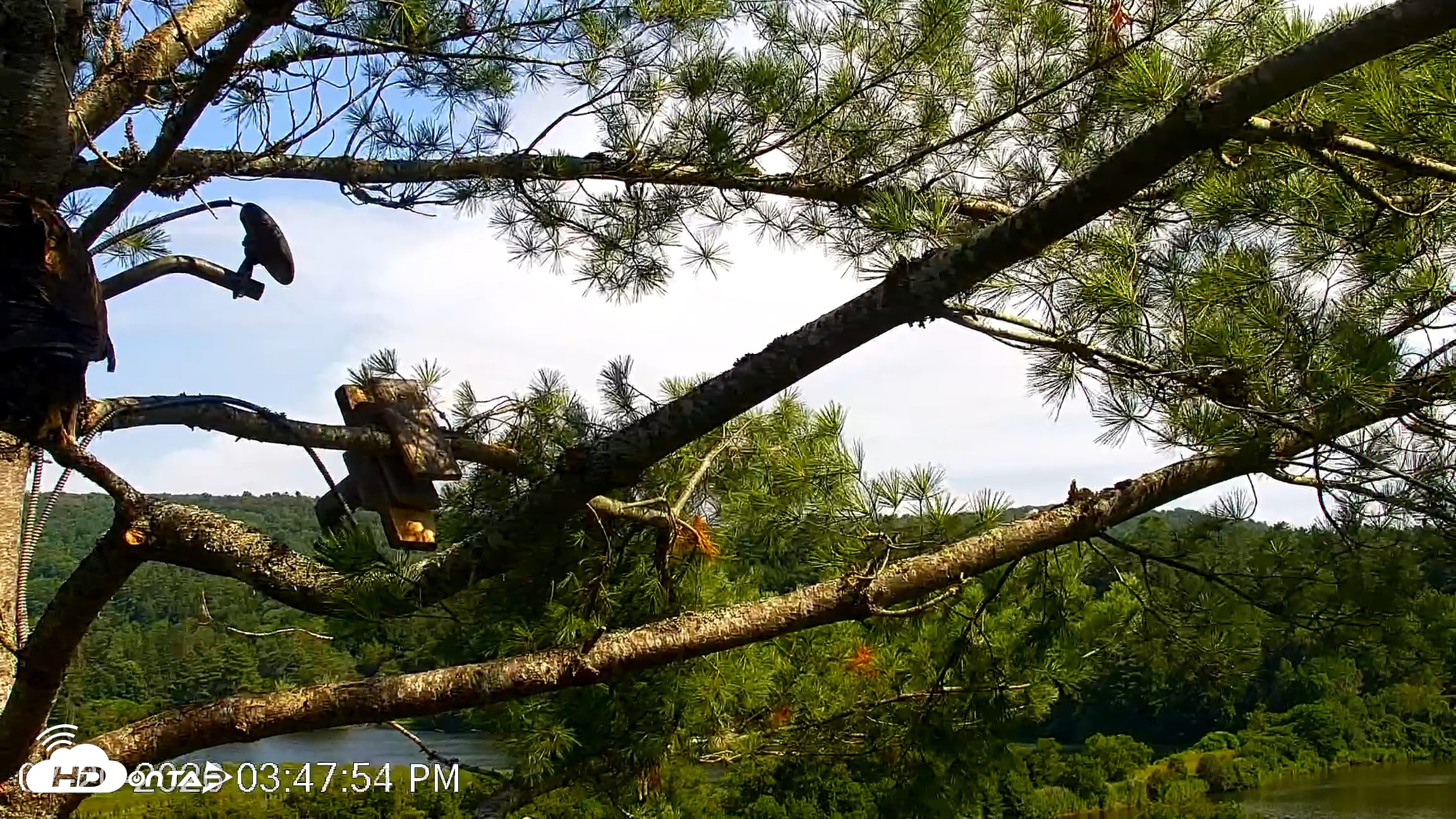 Snapshot of VINS Bald Eagles Nest Live Cams taken Jul 20, 2026, 3:49pm EDT