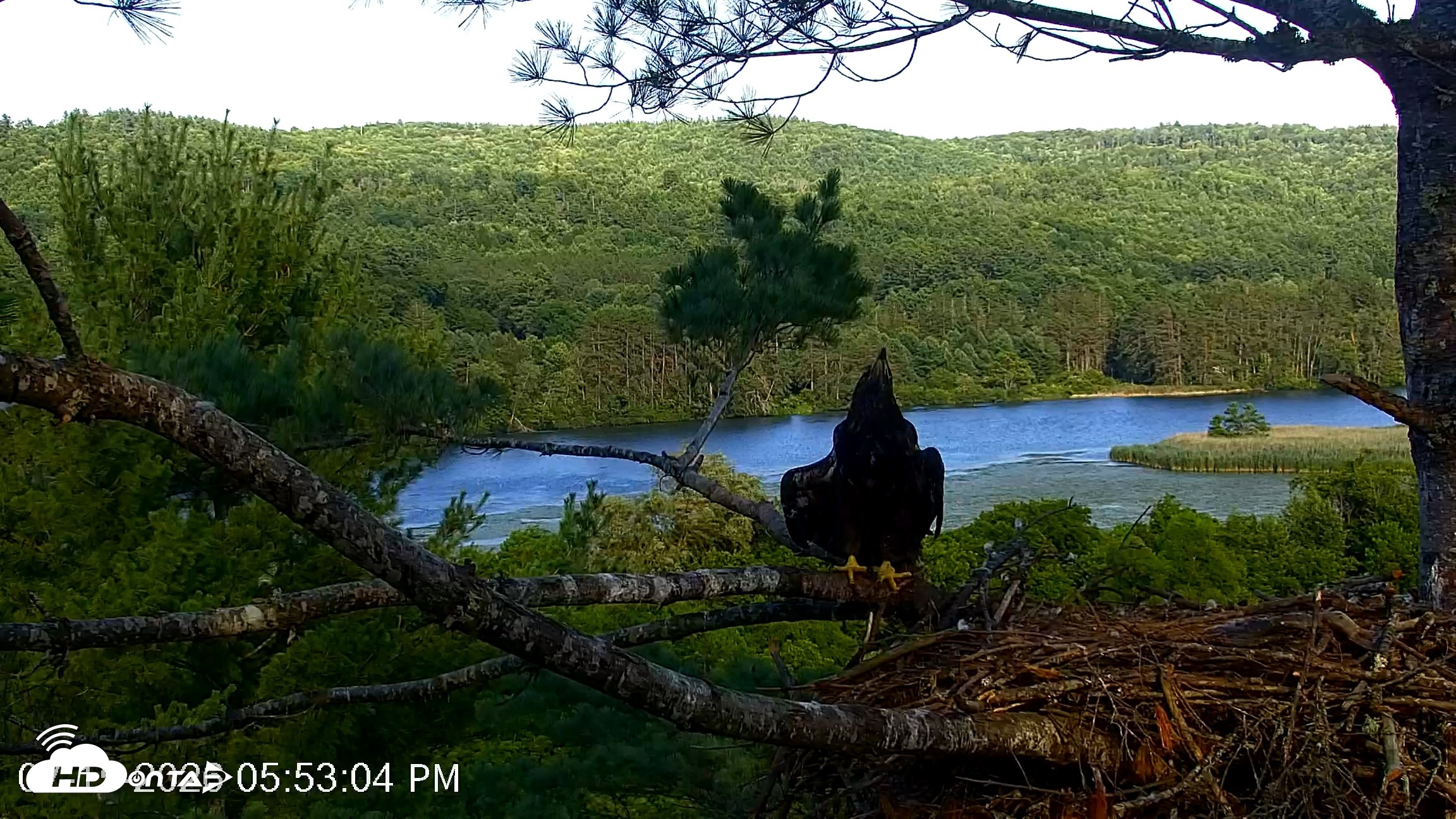 Snapshot of VINS Bald Eagles Nest Live Cams taken Jul 15, 2026, 5:53pm EDT