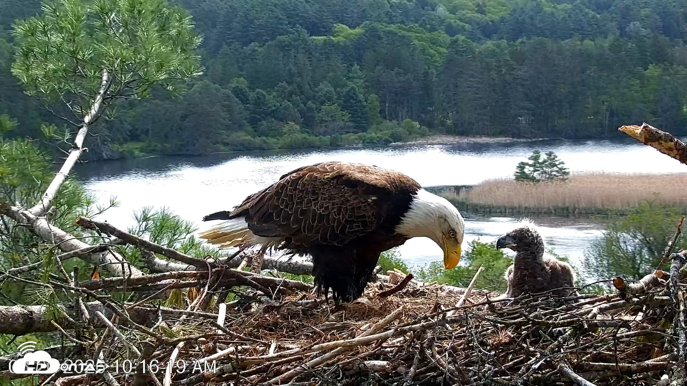Snapshot of VINS Bald Eagles Nest Live Cams taken May 20, 2026, 10:17am EDT