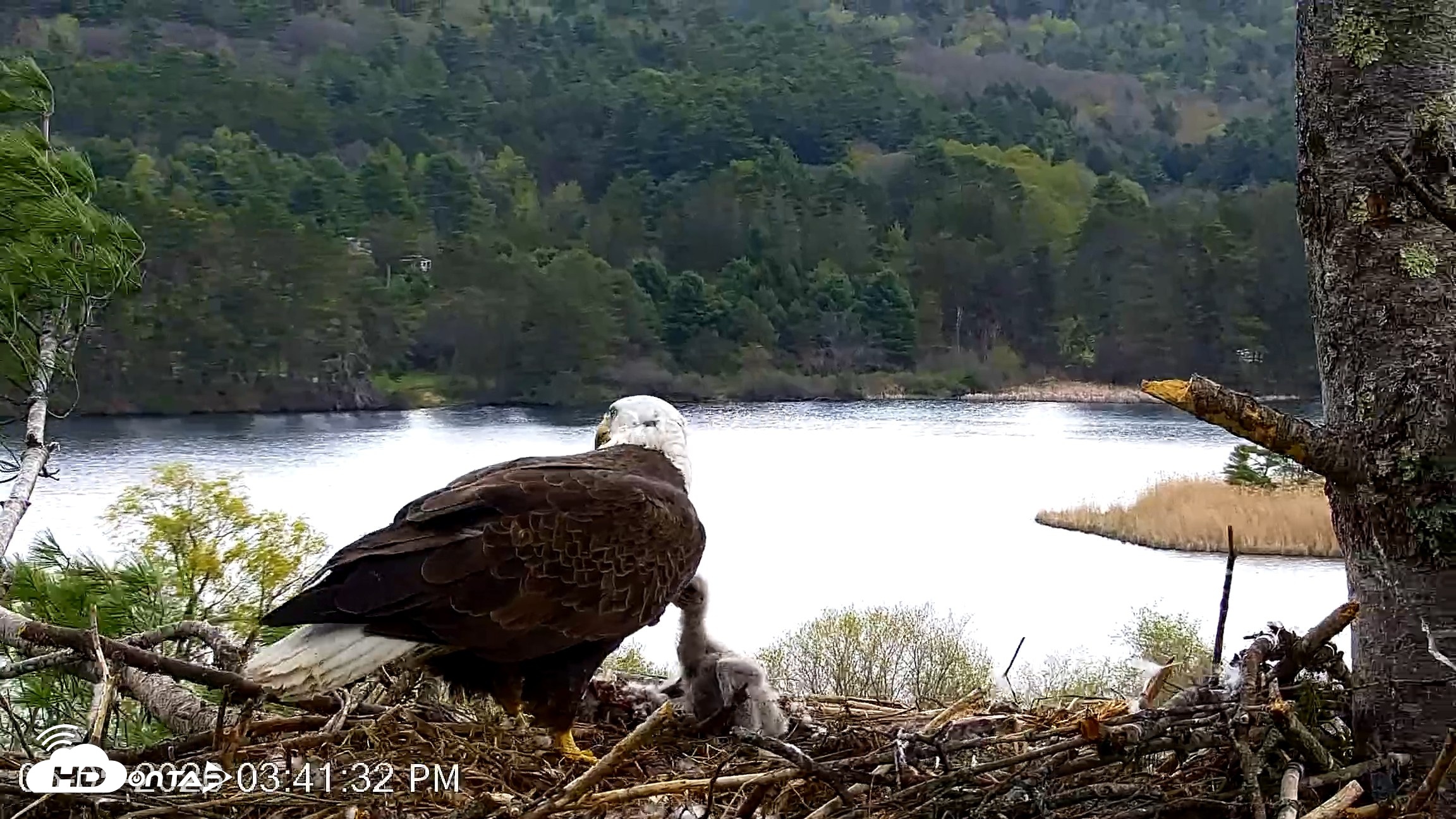 Snapshot of VINS Bald Eagles Nest Live Cams taken May 5, 2026, 3:42pm EDT