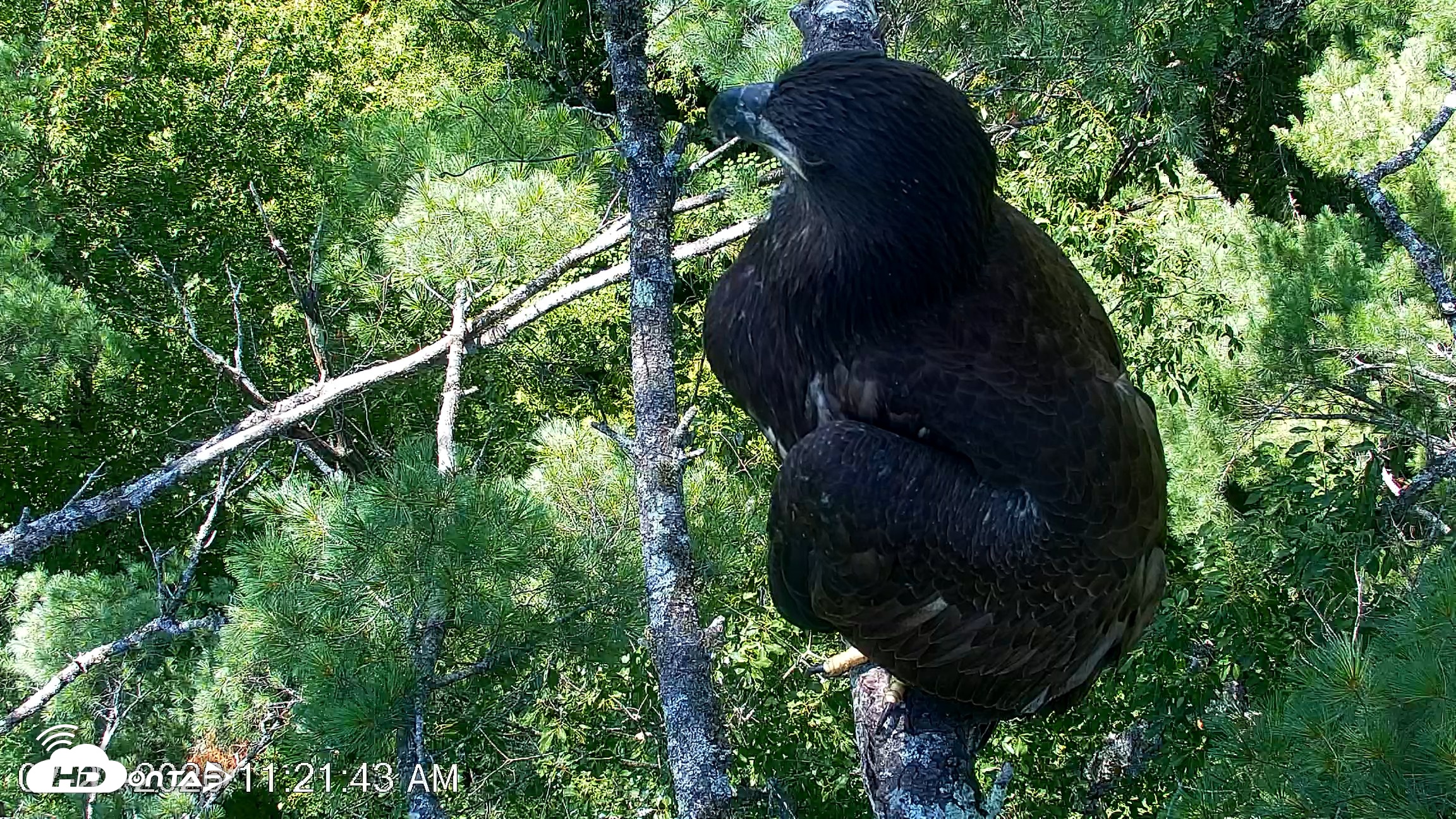 Snapshot of VINS Bald Eagles Nest Live Cams taken Jul 27, 2026, 11:22am EDT