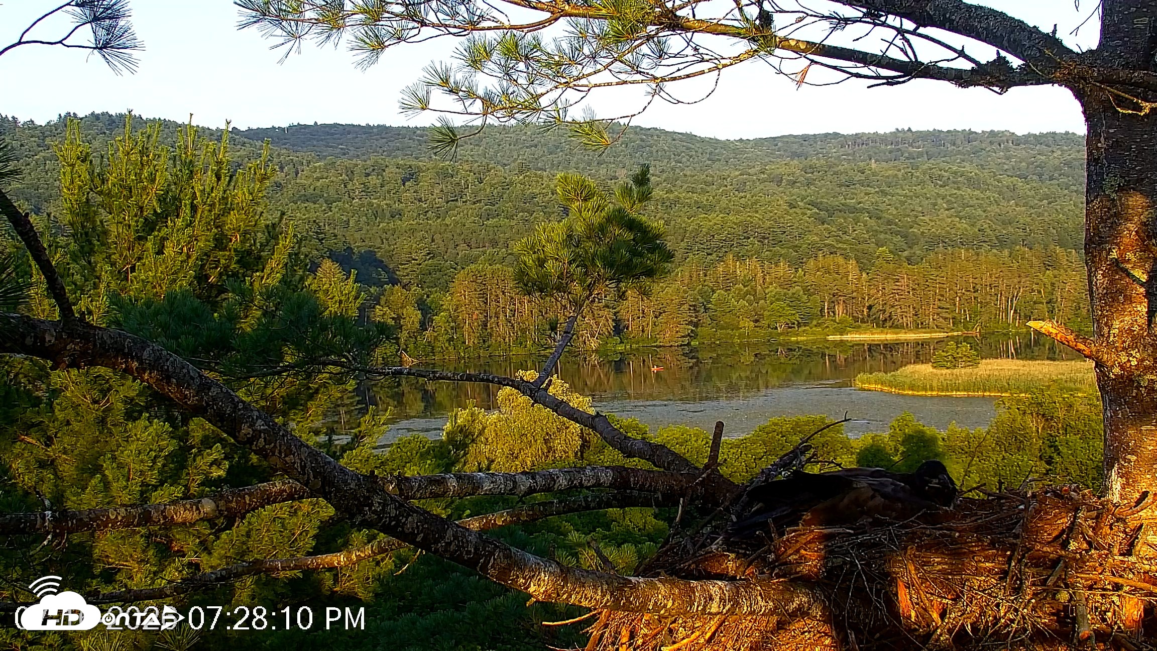 Snapshot of VINS Bald Eagles Nest Live Cams taken Jul 16, 2026, 7:29pm EDT