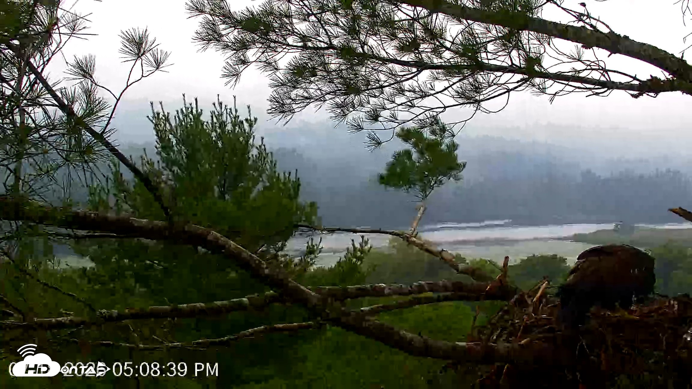 Snapshot of VINS Bald Eagles Nest Live Cams taken Jul 18, 2026, 5:12pm EDT