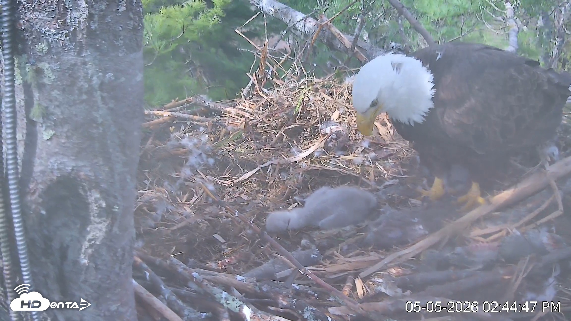 Snapshot of VINS Bald Eagles Nest Live Cams taken May 5, 2026, 2:45pm EDT