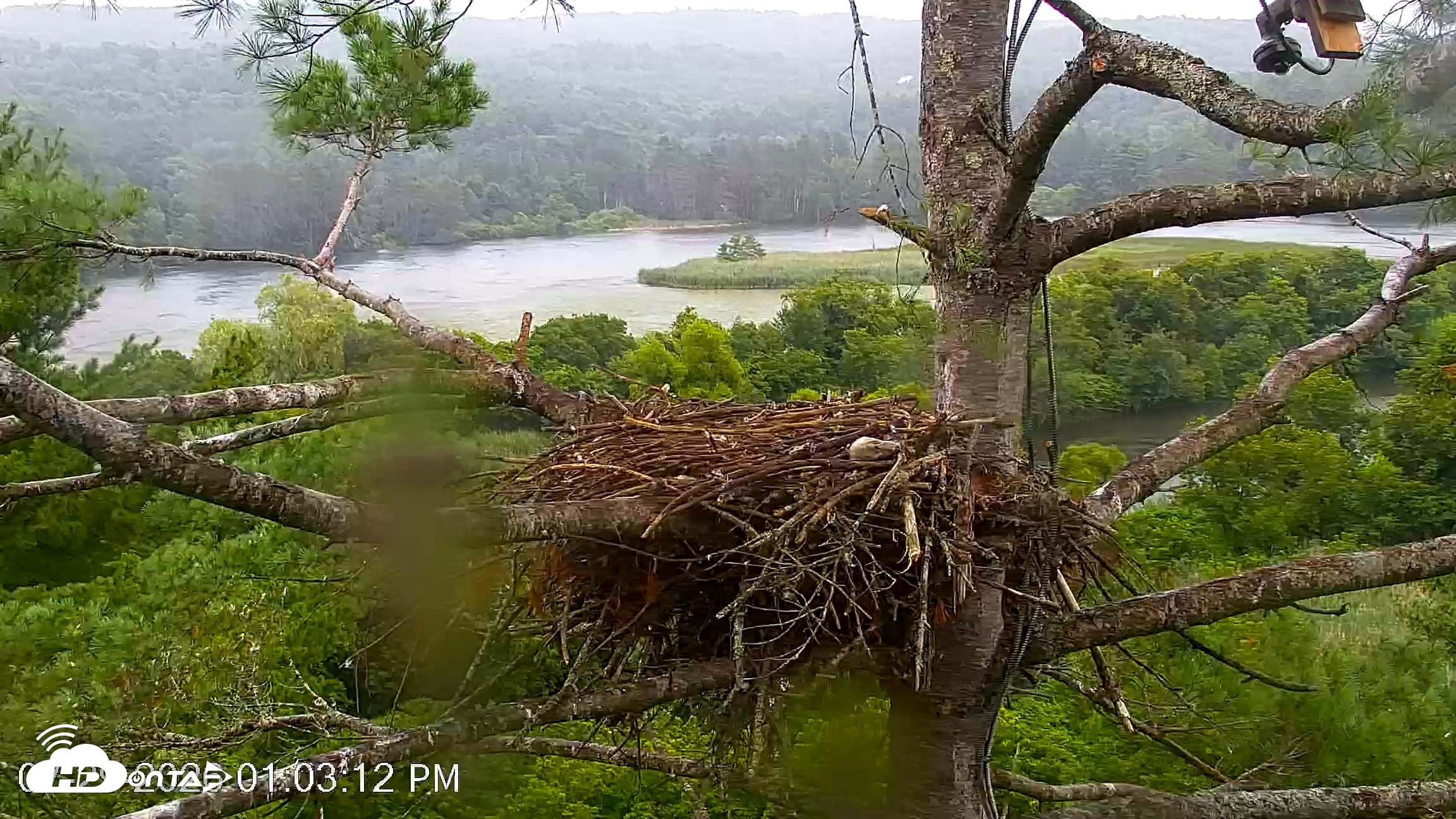 Snapshot of VINS Bald Eagles Nest Live Cams taken Jul 29, 2026, 1:04pm EDT